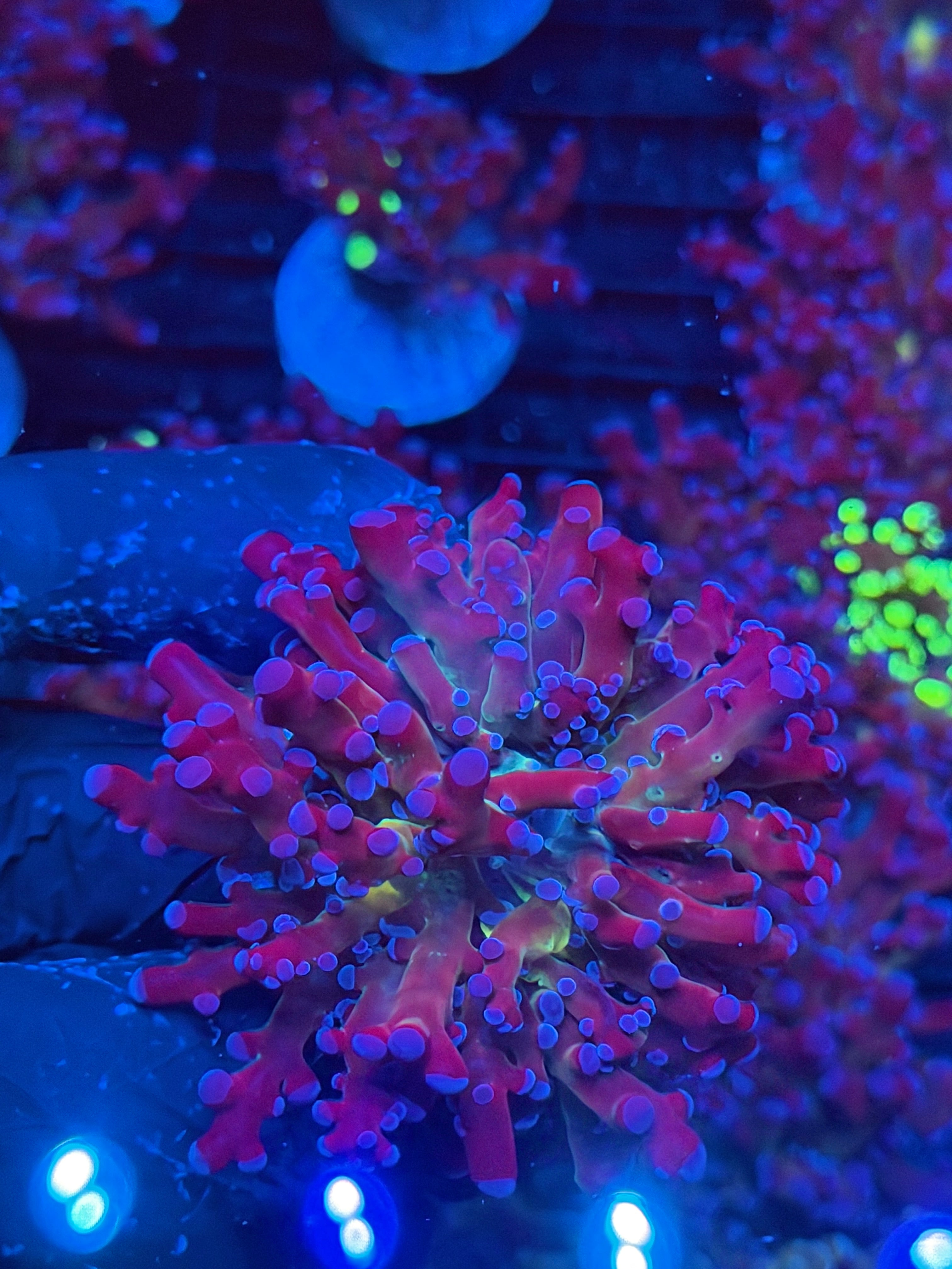 JEA Mardi Gras Frogspawn Coral 1 Xl Head 9/6