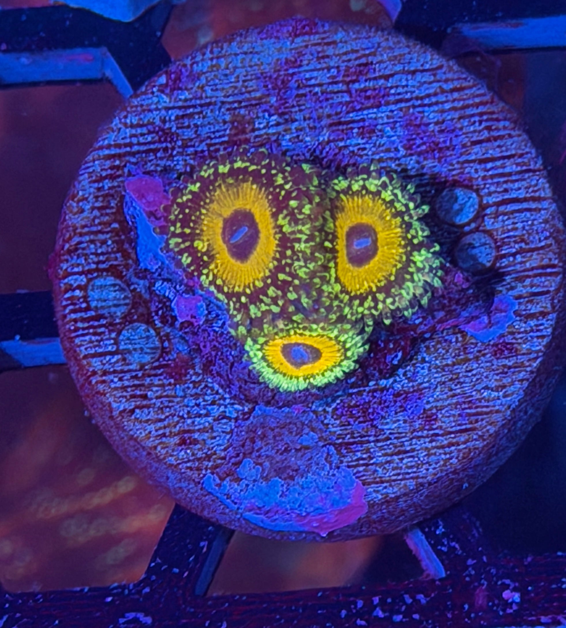 JEA Godbeast Zoanthid Coral 3 Polyps 12/1