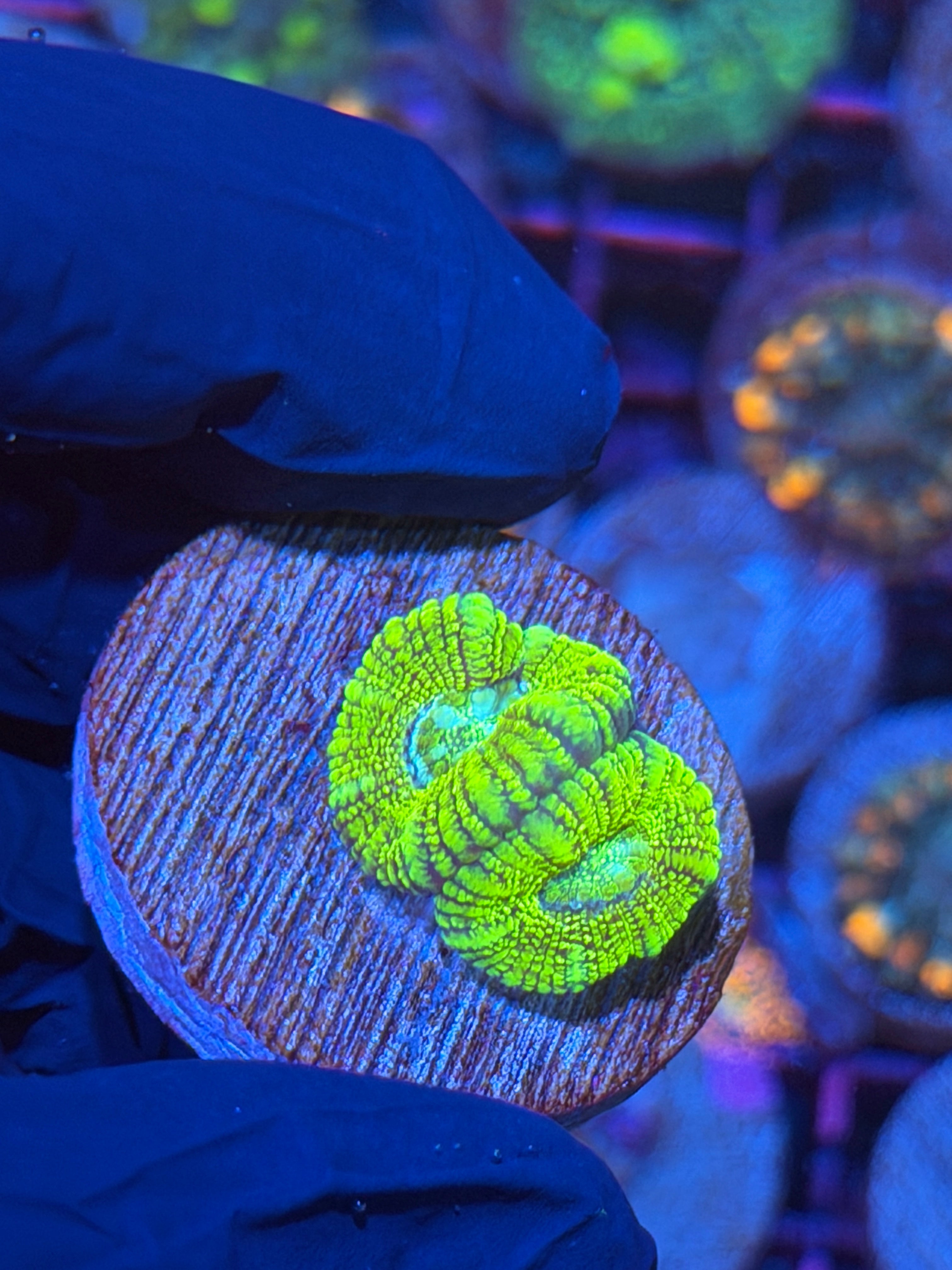 JEA Serpent Queen Asian Acans 2 XL Heads