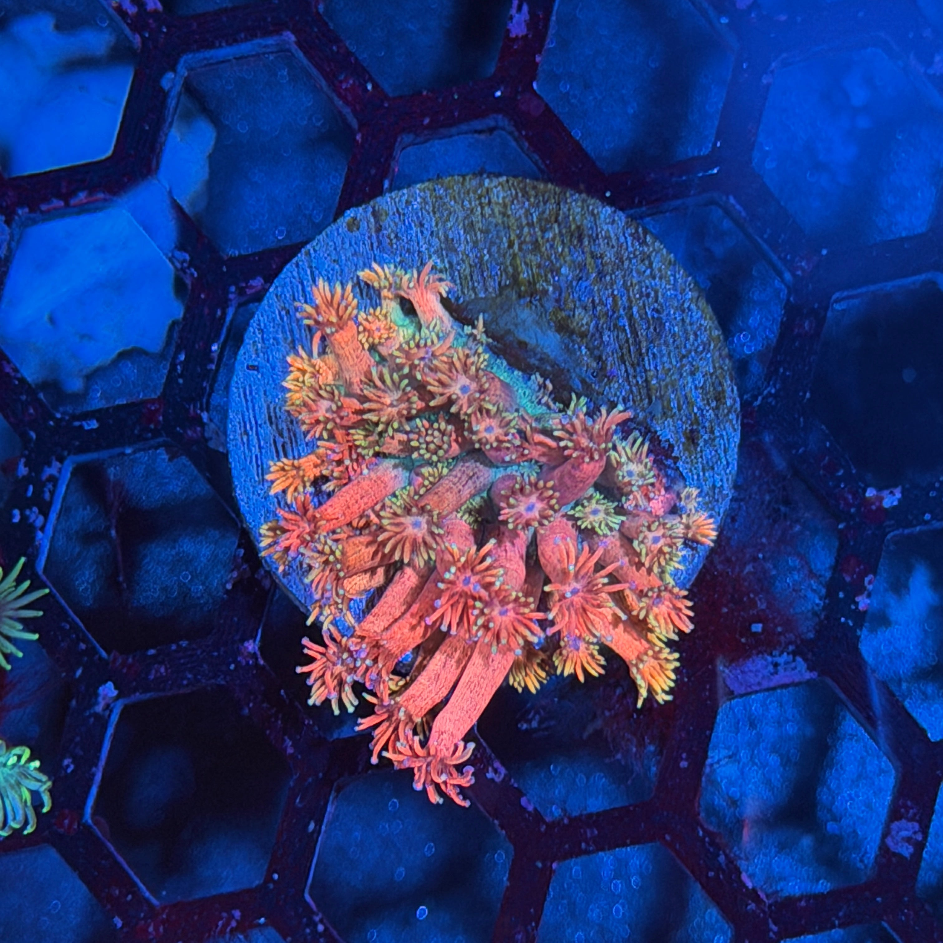 JEA Strawberry Milkshake Goniopora Coral 6/4