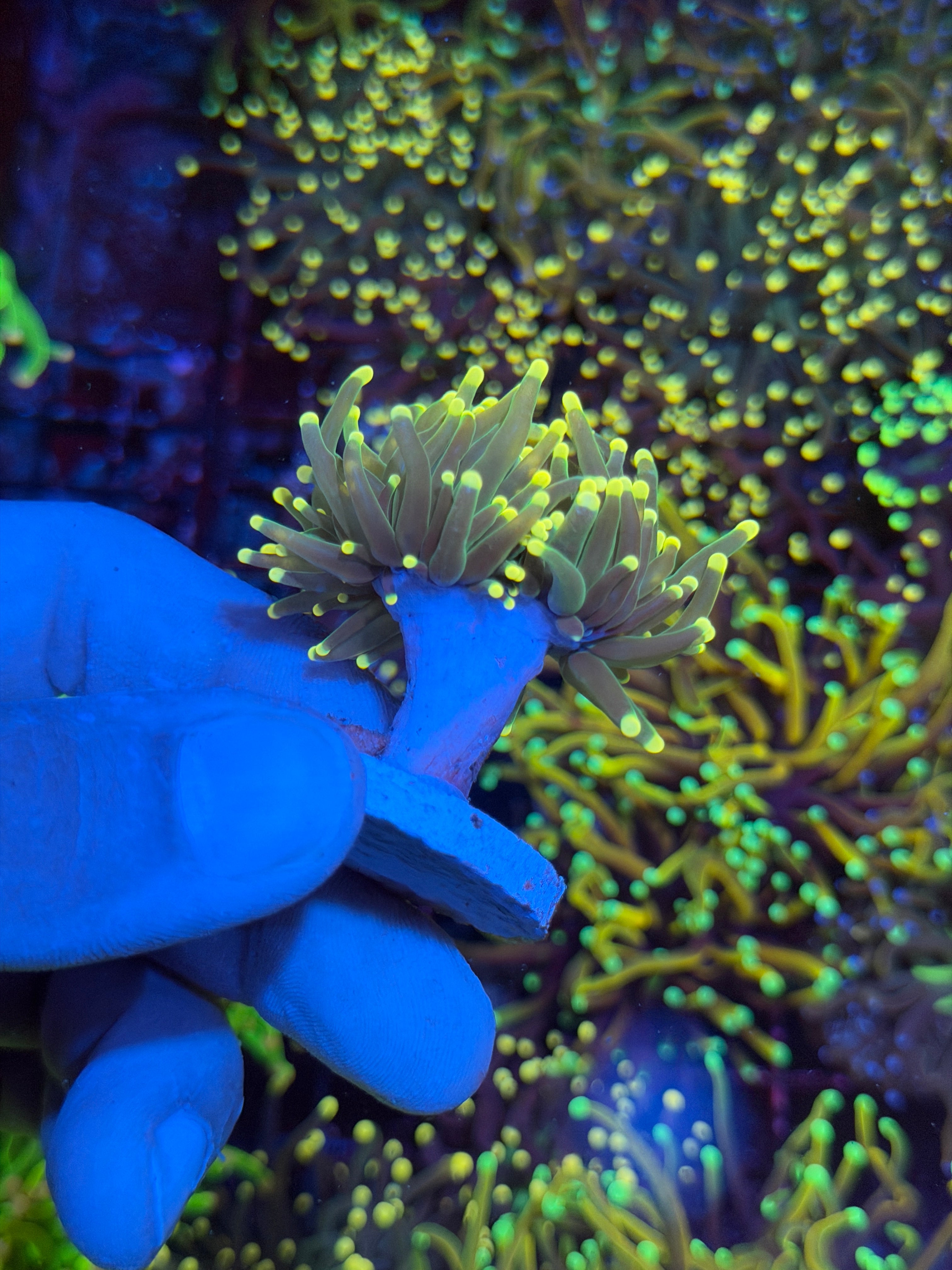JEA Lemon Drop Torch Coral 2 Heads 6/4