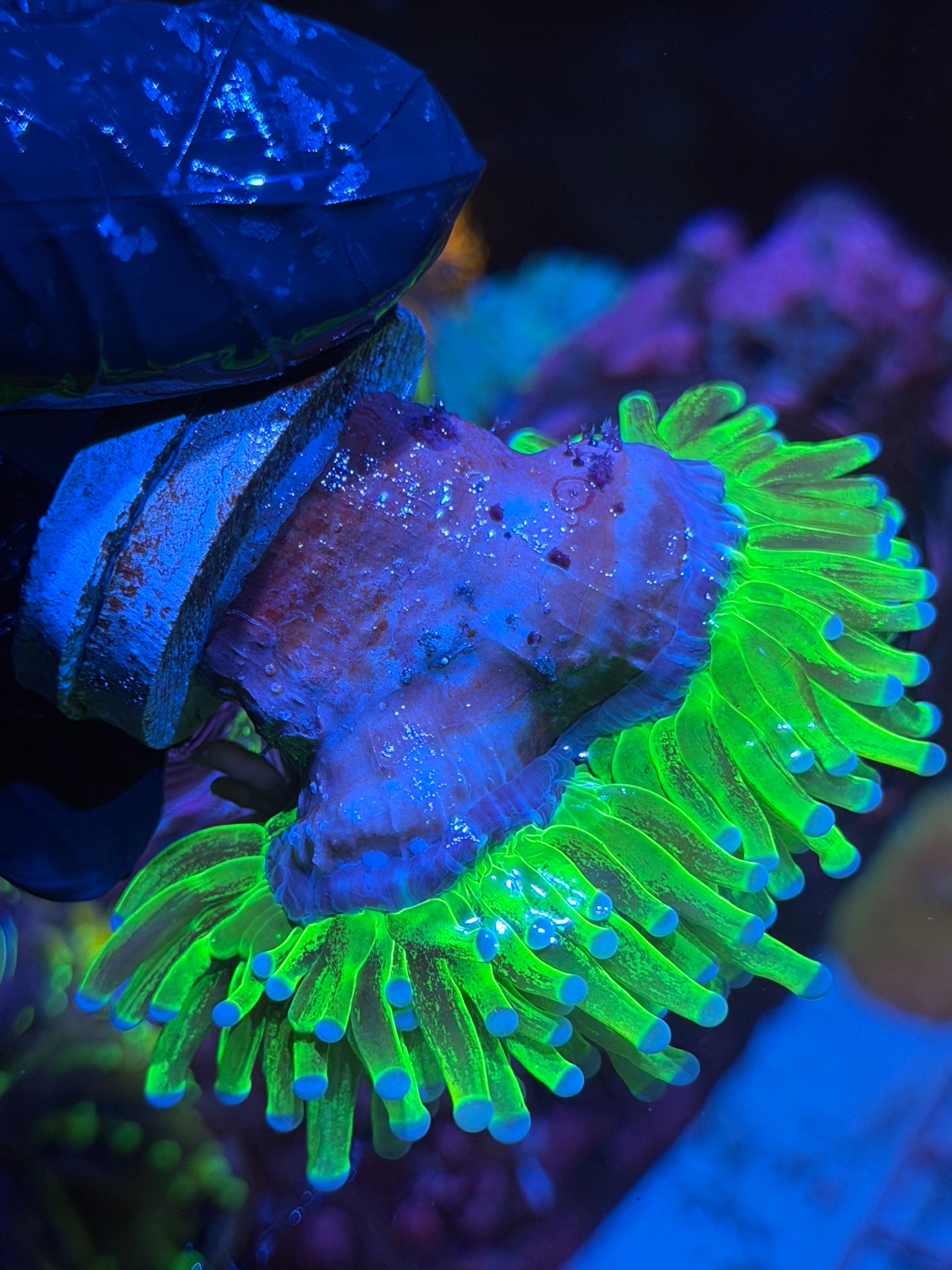JEA Grafted Glitter Holy Grail Torch Coral 2 Heads XXXL Splitting to 3 6/3