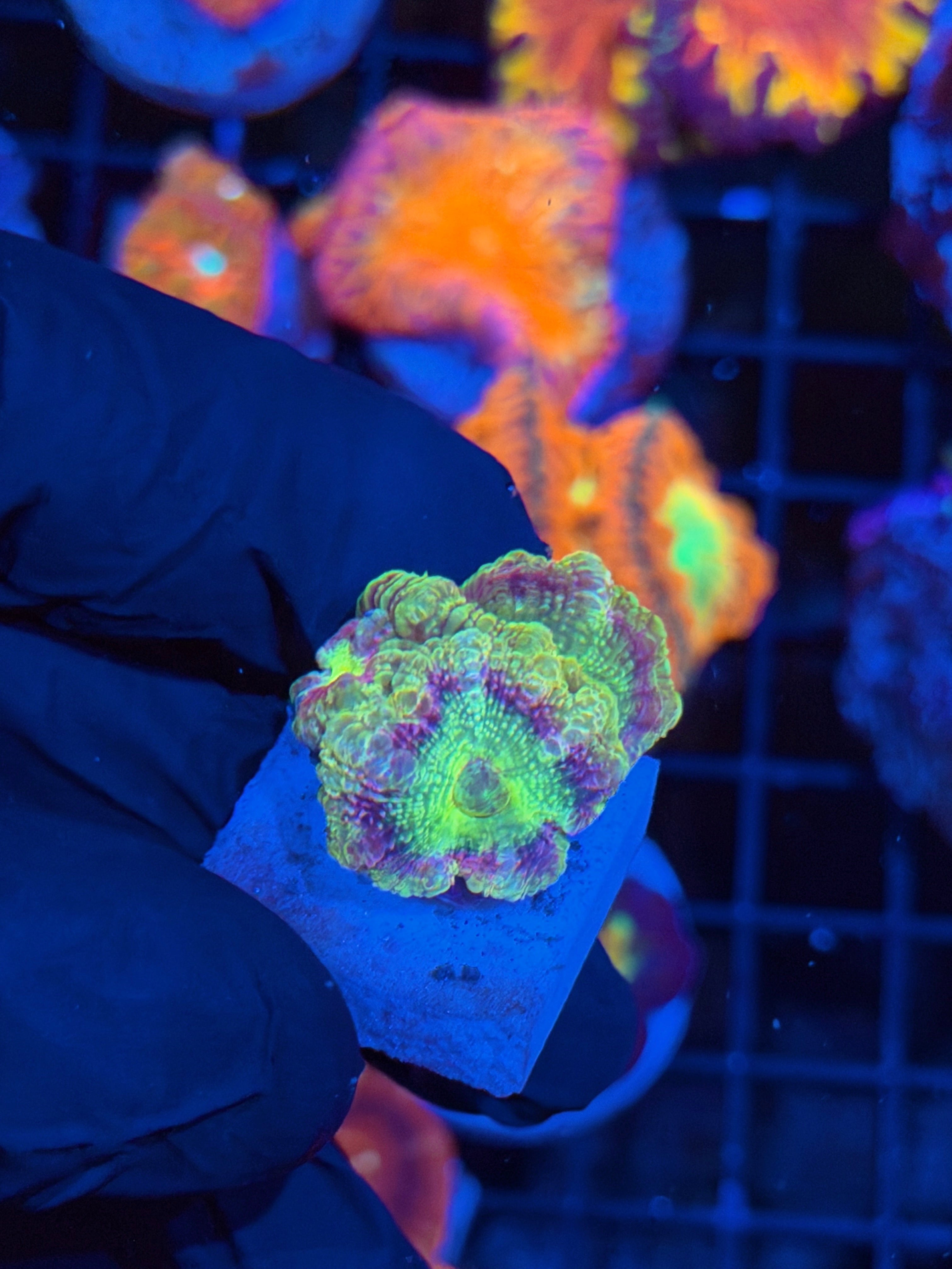 JEA Mardi Gras Asian Acans 3 Heads *New Release* 4/24