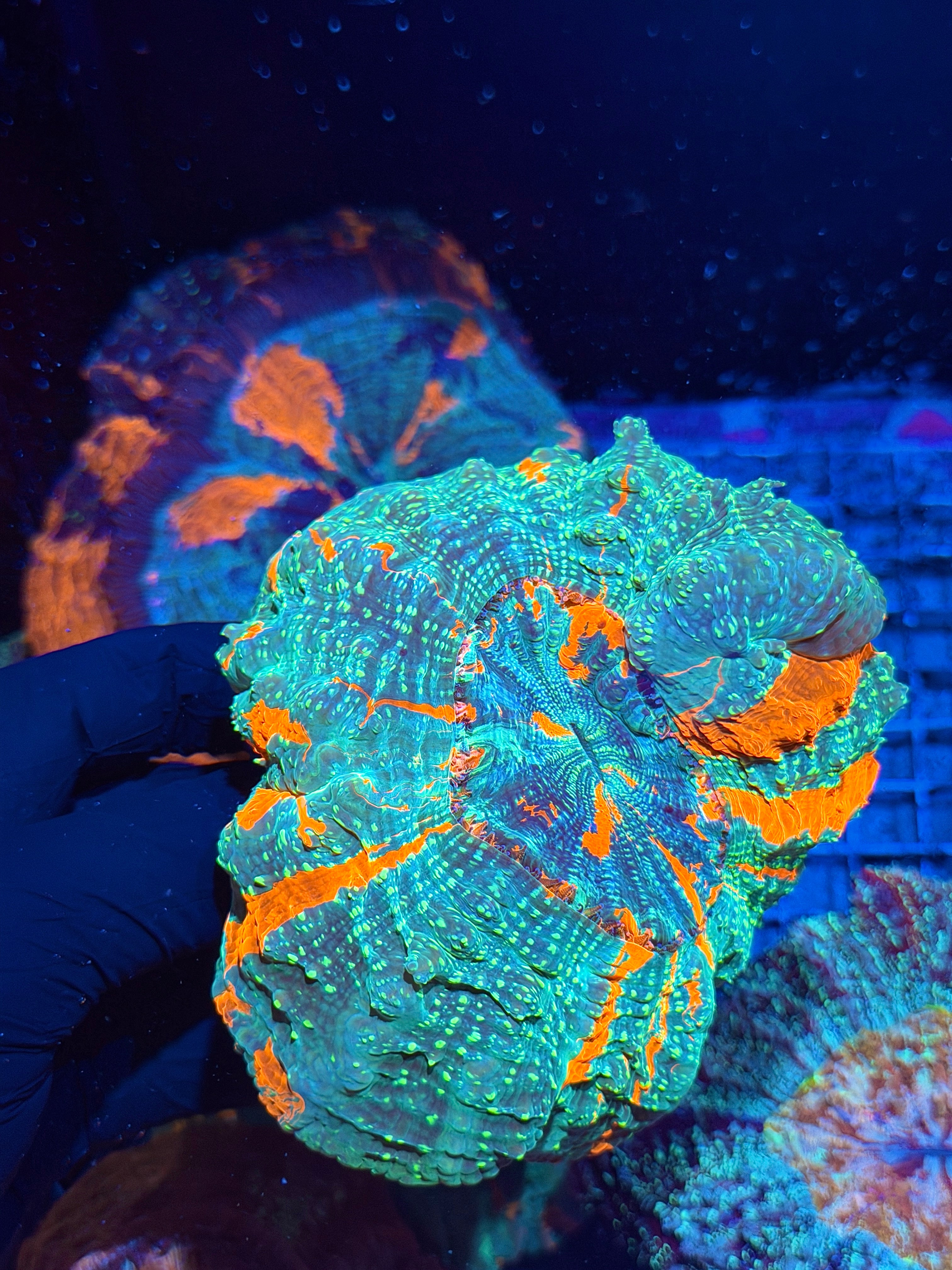Bright Multicolor Glitter Acanthophyllia Meat Coral XL