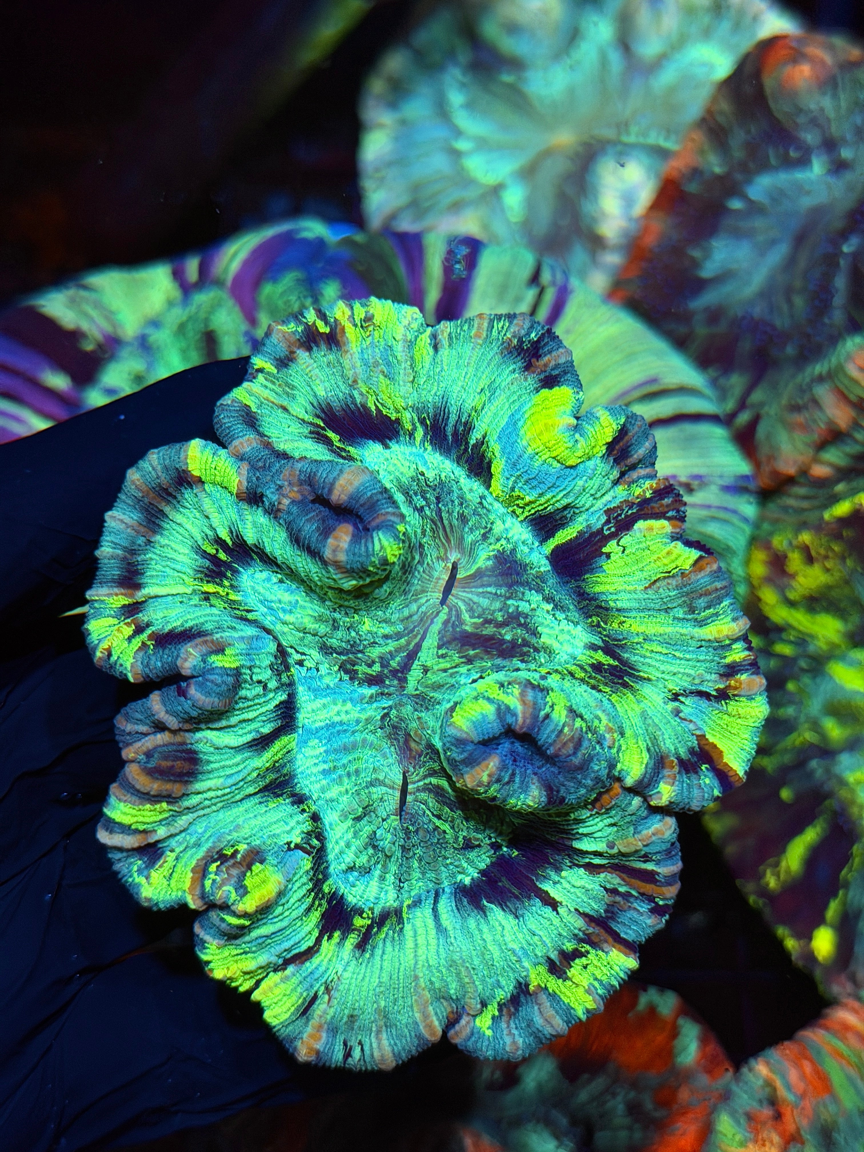Insane Show Piece Trachyphyllia Meat 9/5