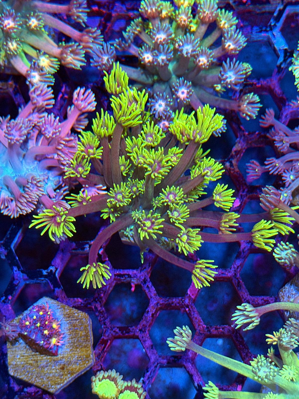 JEA Hollywood Nights Goniopora Coral