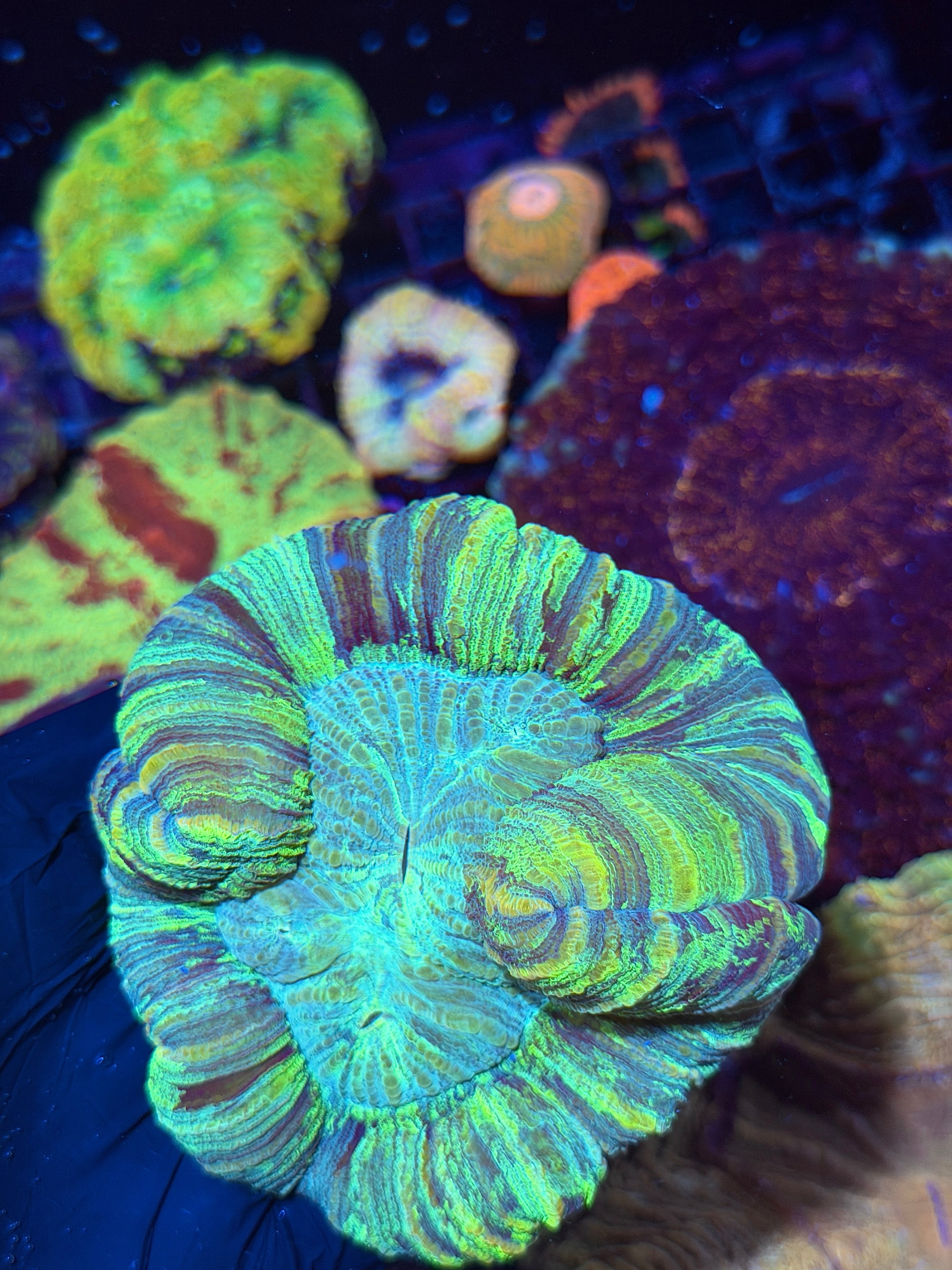 Striped Pastel Trachyphyllia Meat Coral XL