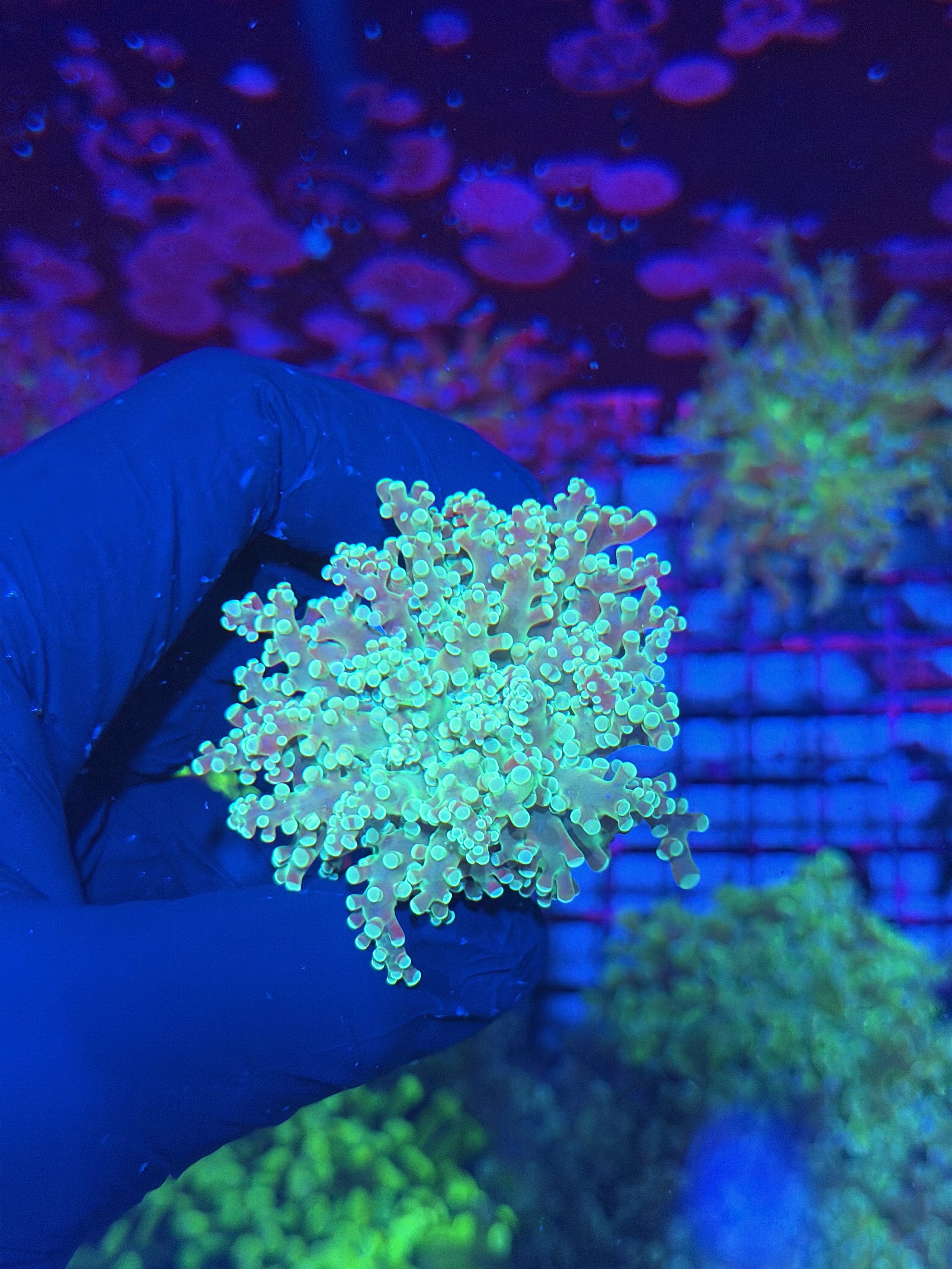 JEA Sour Apple Frogspawn Coral 1 XL Head 7/22