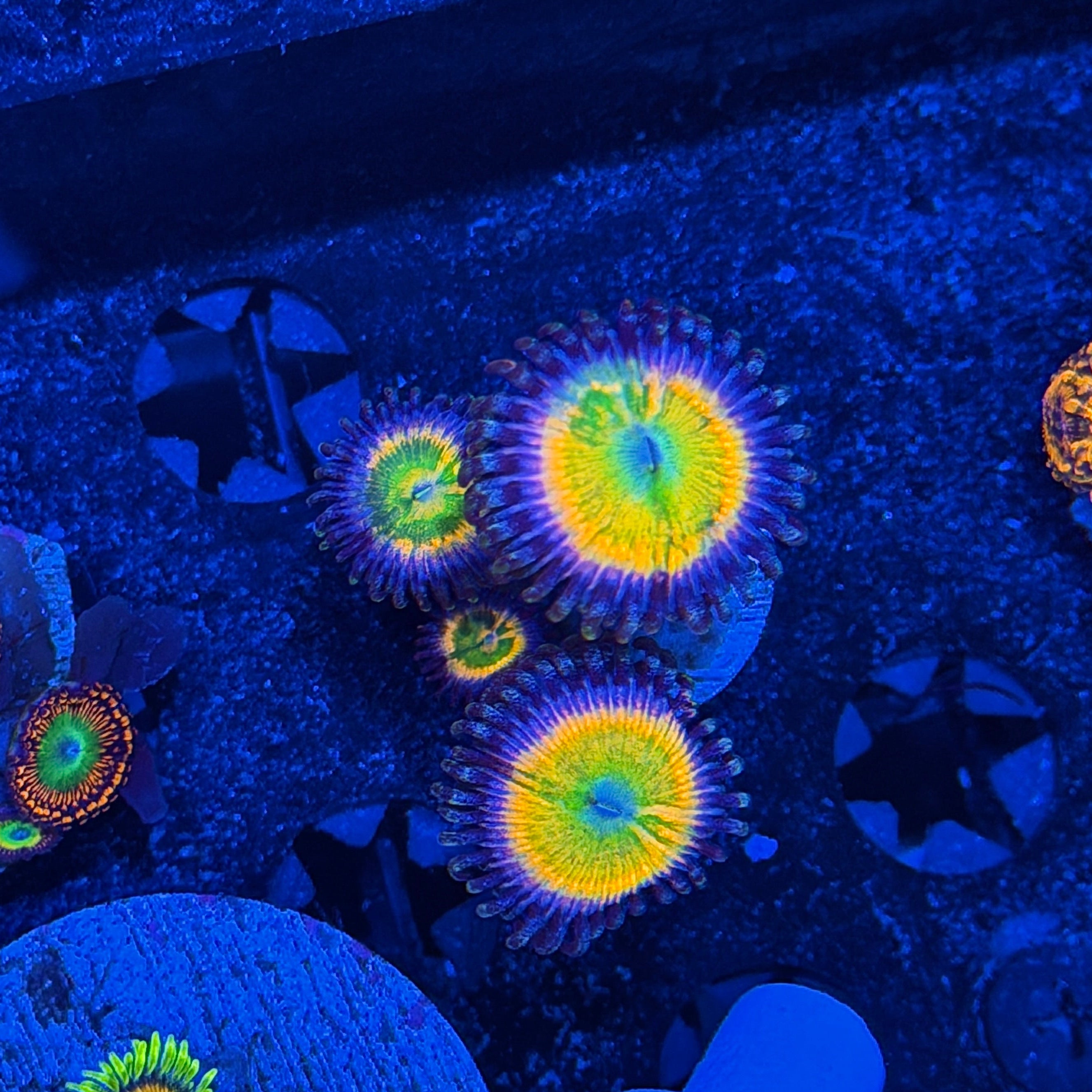 JEA Rainbow Infusion Zoanthid Coral 4 XL Polyps 6/4