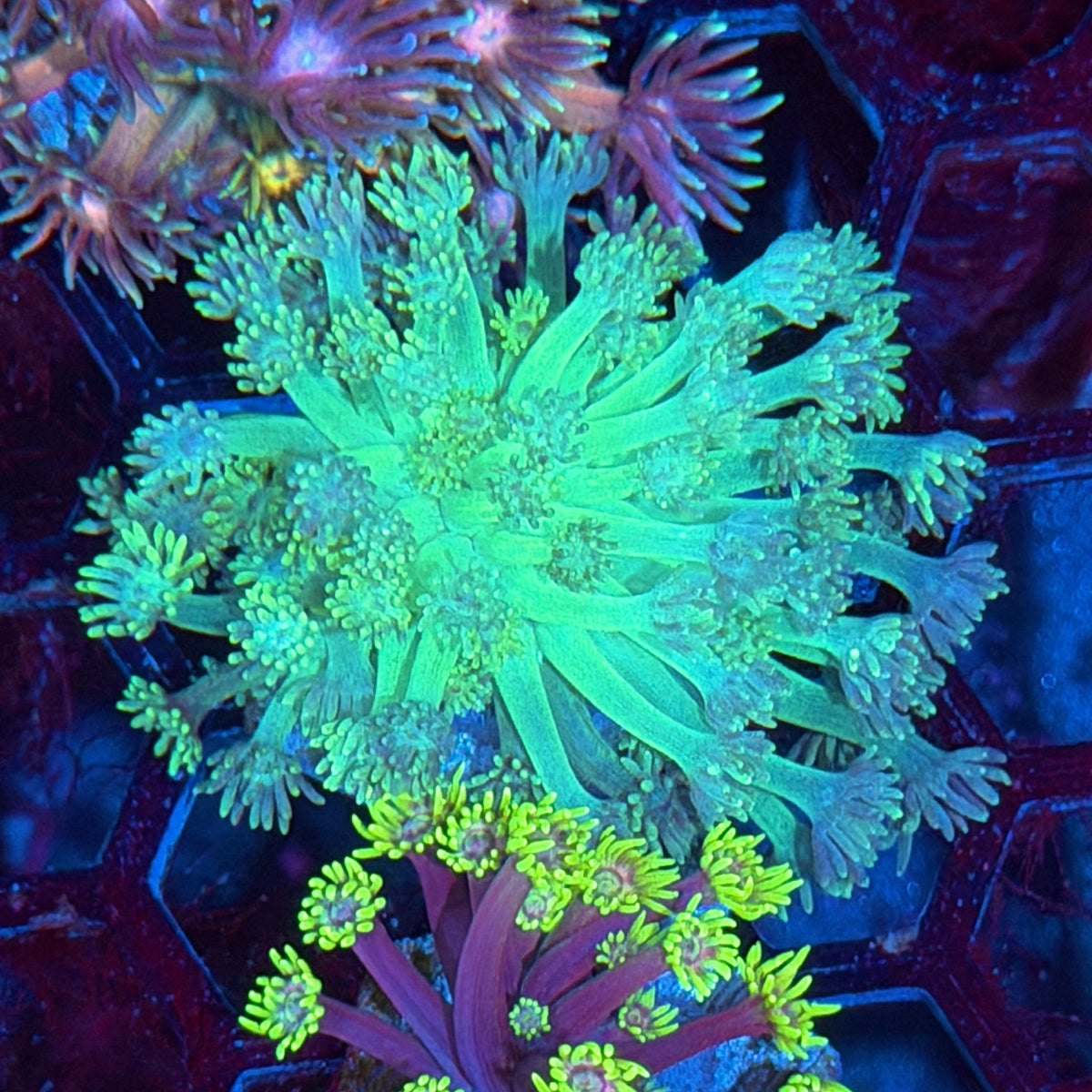 JEA Tinkerbell Goniopora Coral 10/21