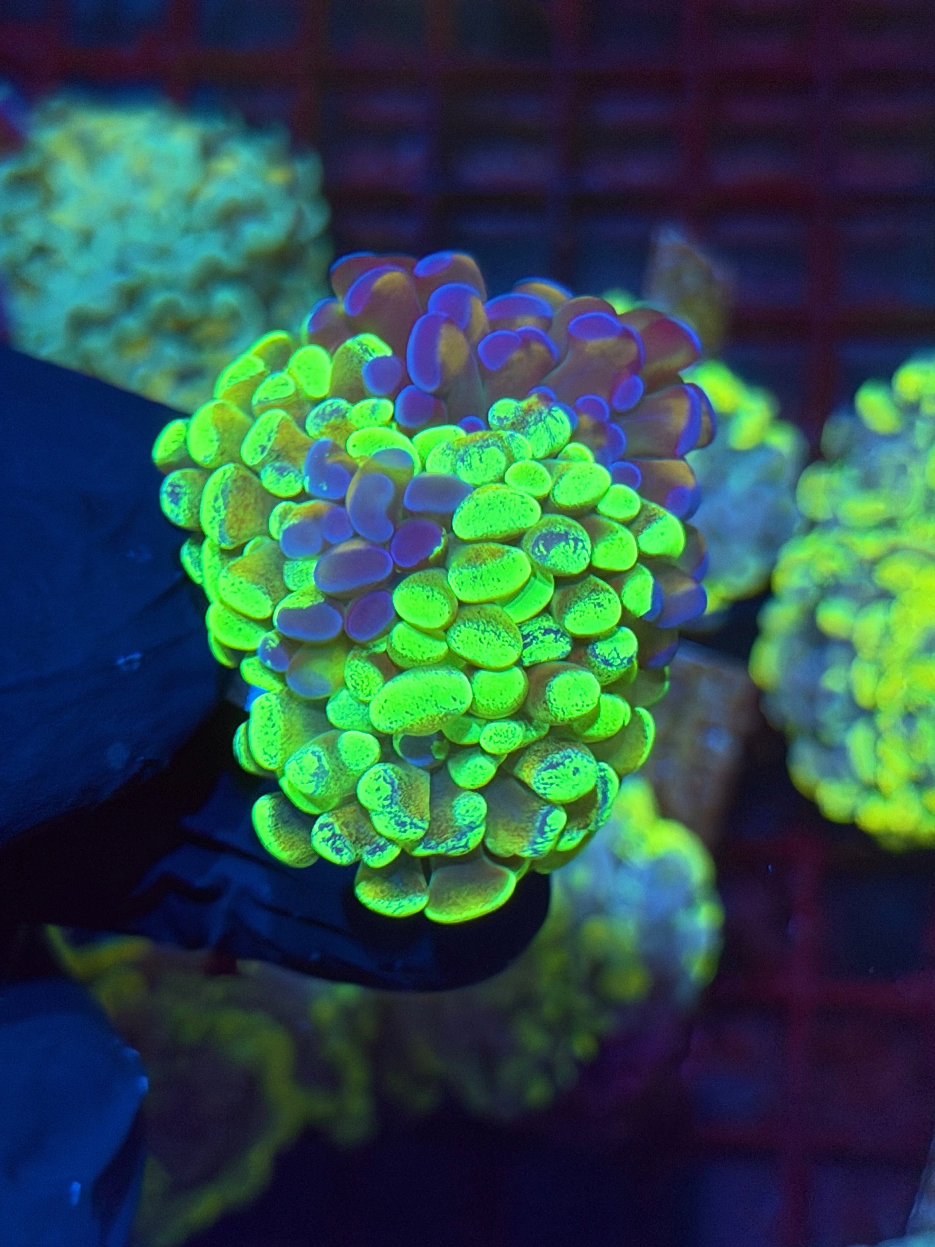 JEA Grafted Splatter Hammer Coral XXL 2 Heads Splitting