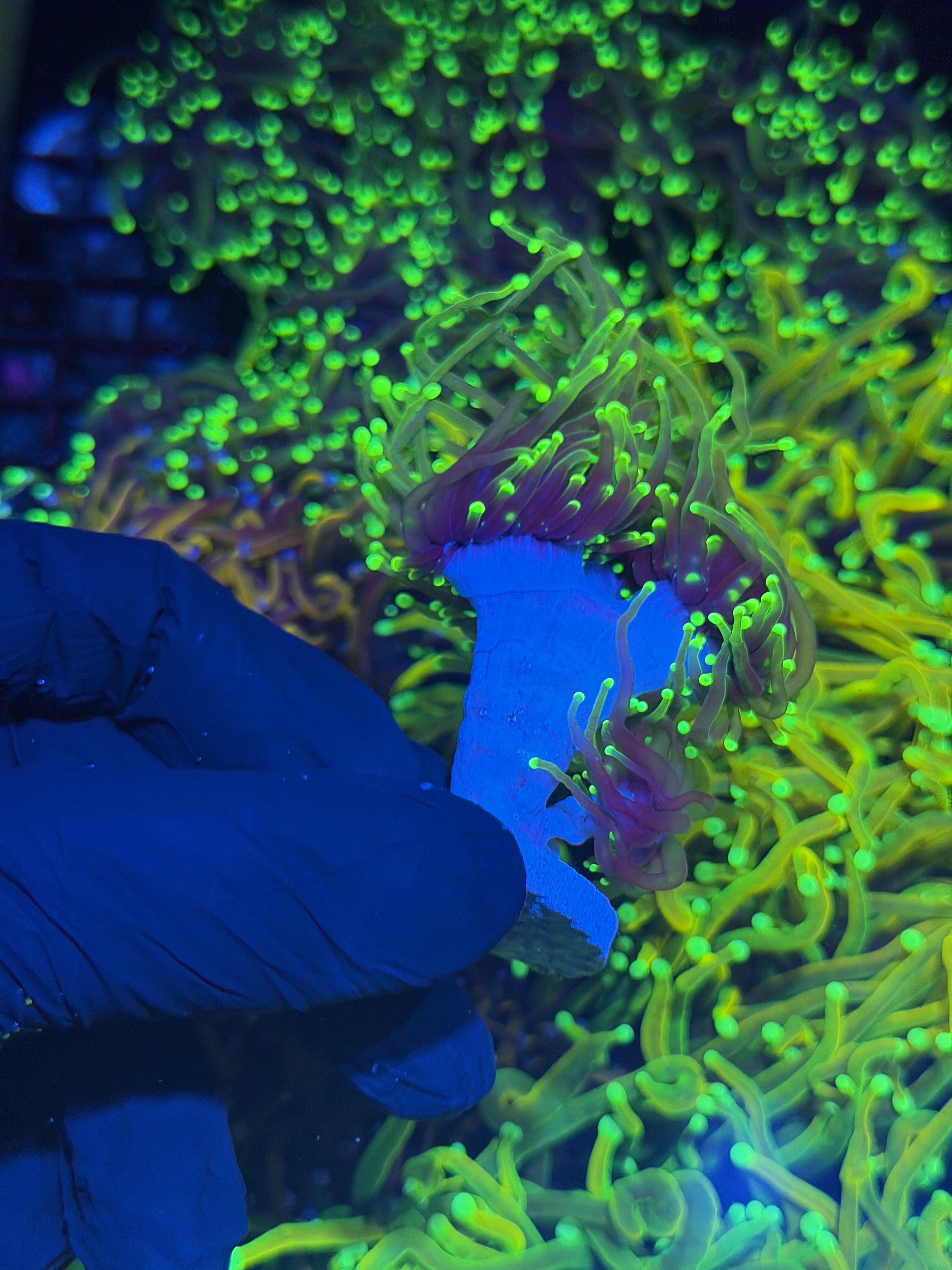JEA Dragon Fire Torch Coral 4 Heads Splitting XXL 8/1