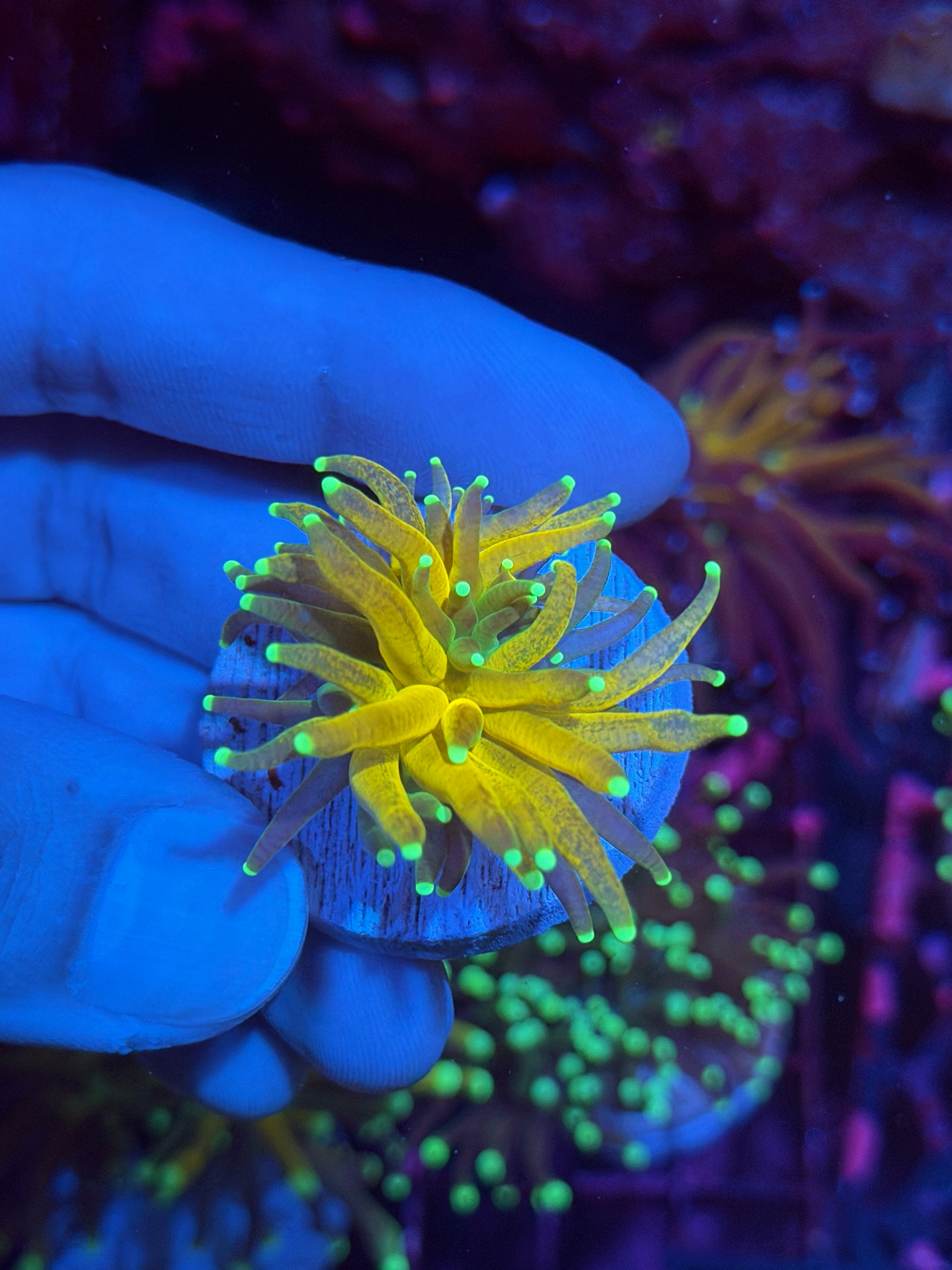 JEA Yellow Tiger Torch Coral 1 Head (Branching) 12/1