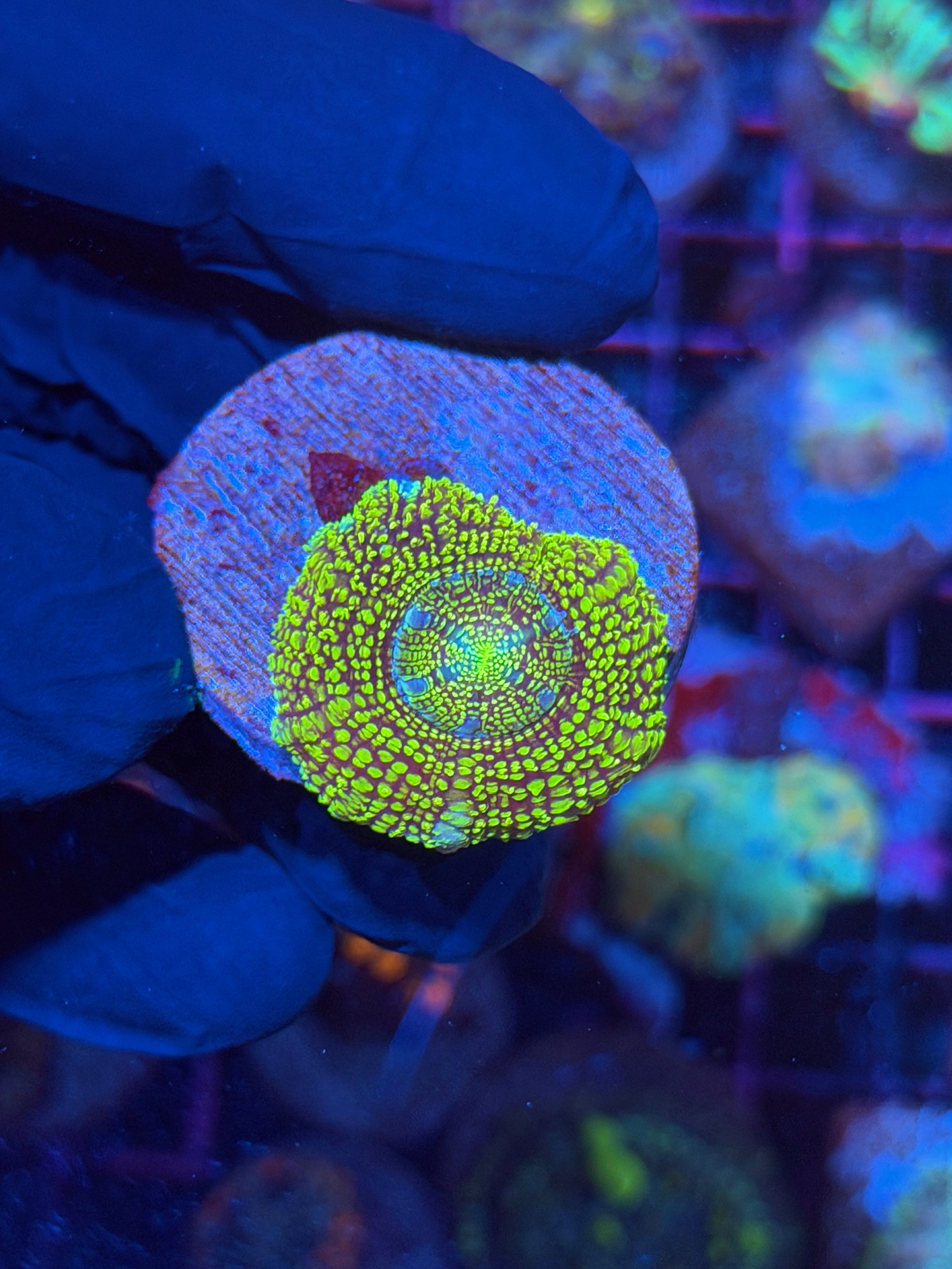 JEA Cosmic Glitter Asian Acans 1 XL Head 11/3