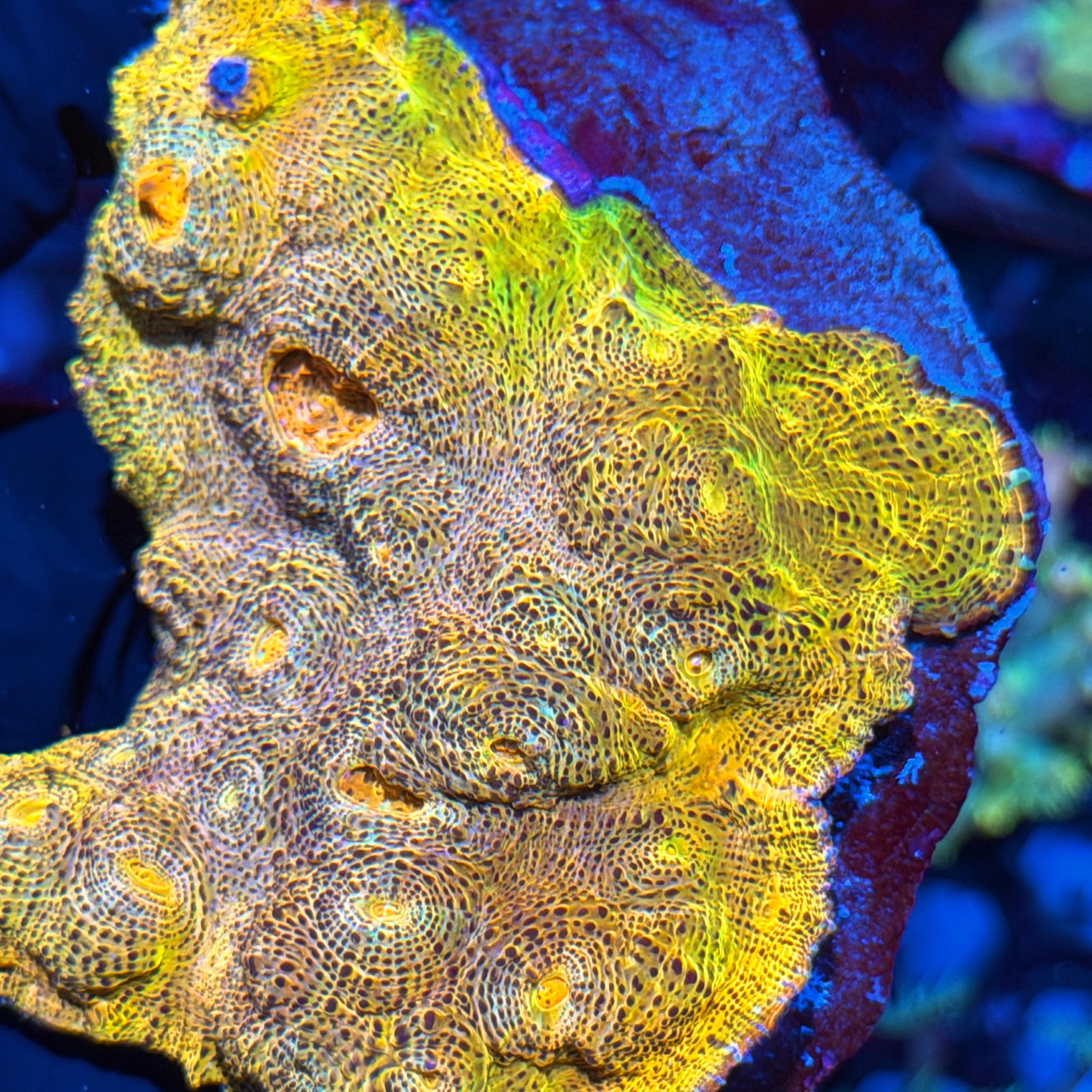 Rainbow Chalice Colony 6/3
