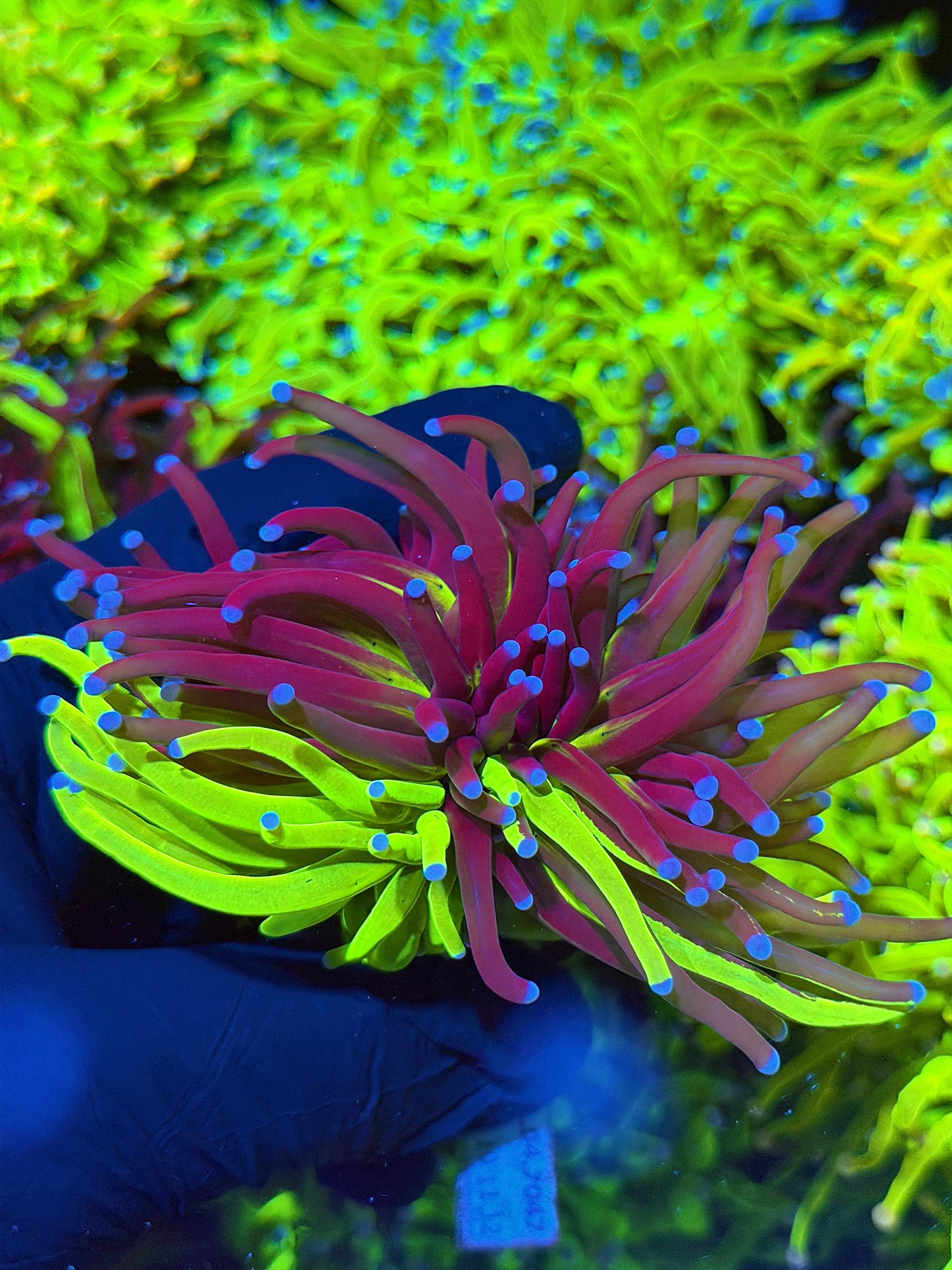 JEA Grafted Holy Grail Torch Coral 1 XXL Splitting Head INSANE 6/21