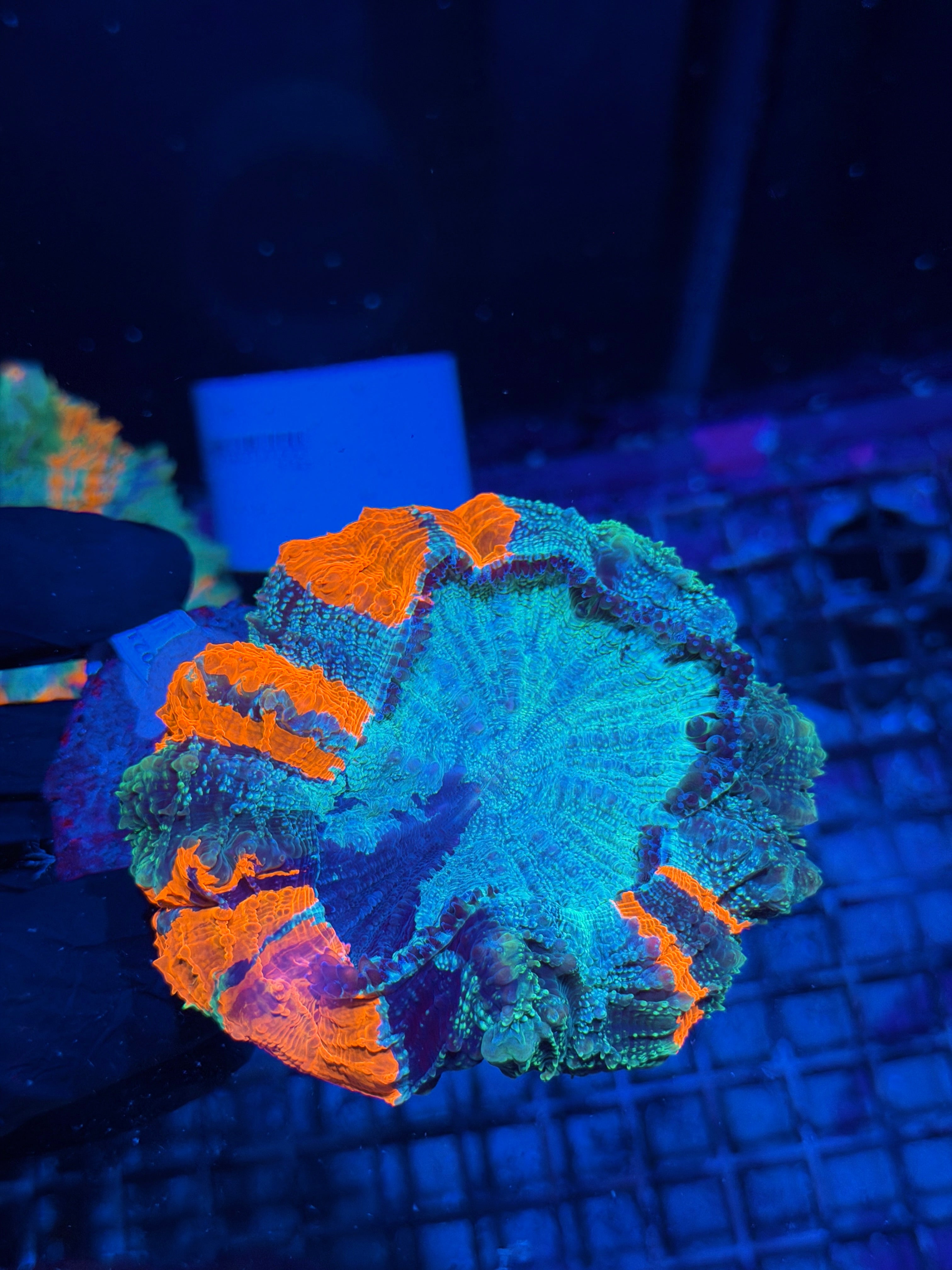 Striped Glitter Acanthophyllia Meat Coral XL