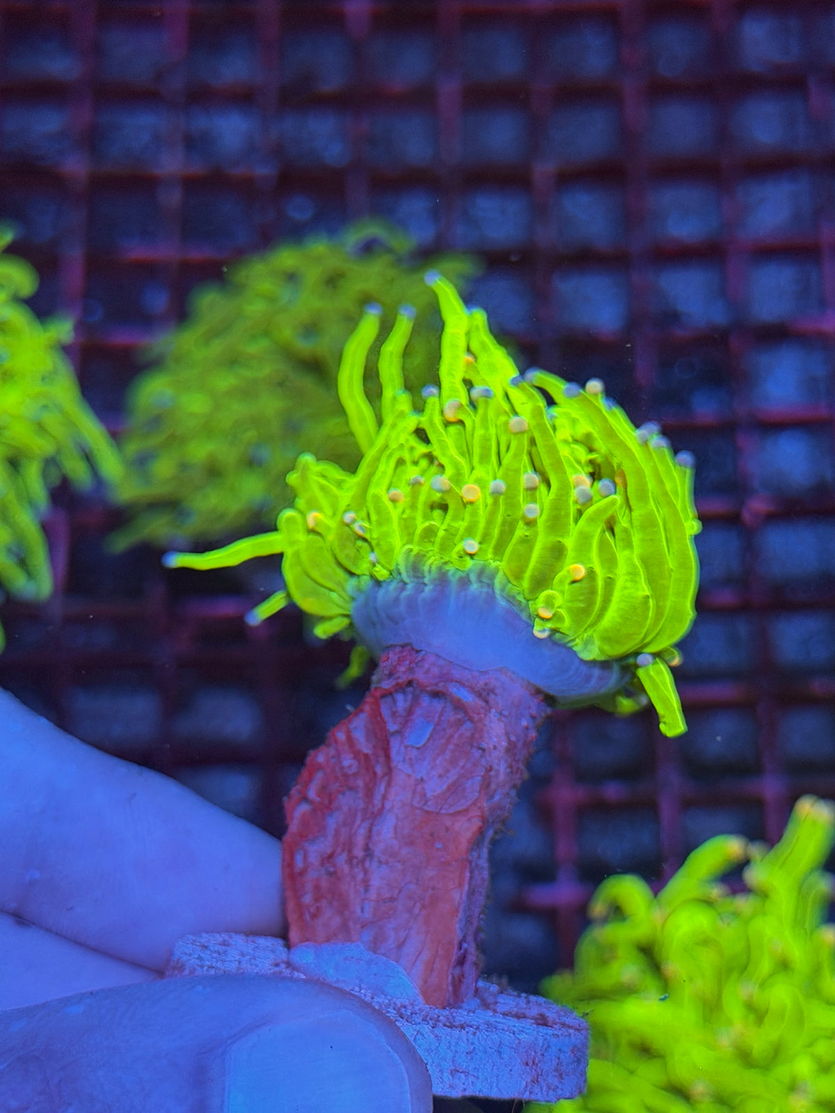 JEA Sweet Tarts Holy Grail Torch Coral 10/10