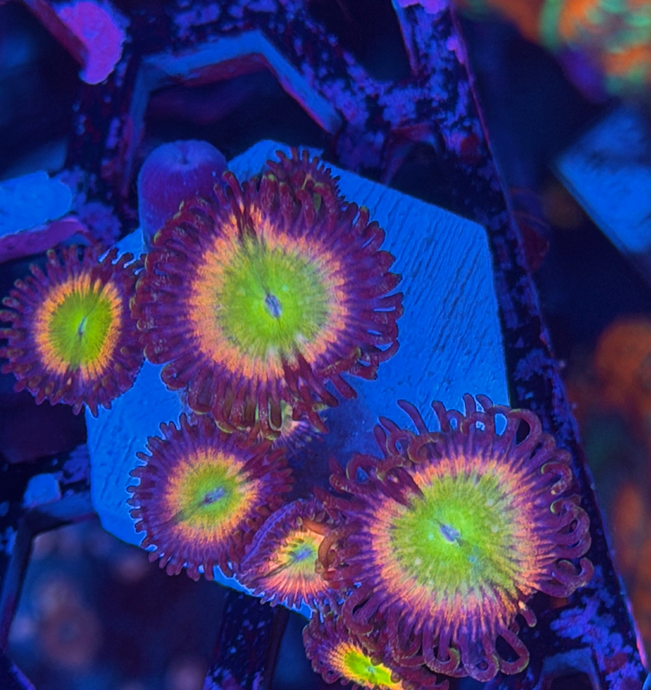 JEA Kung Fu Fighter Zoanthid Coral 11/28