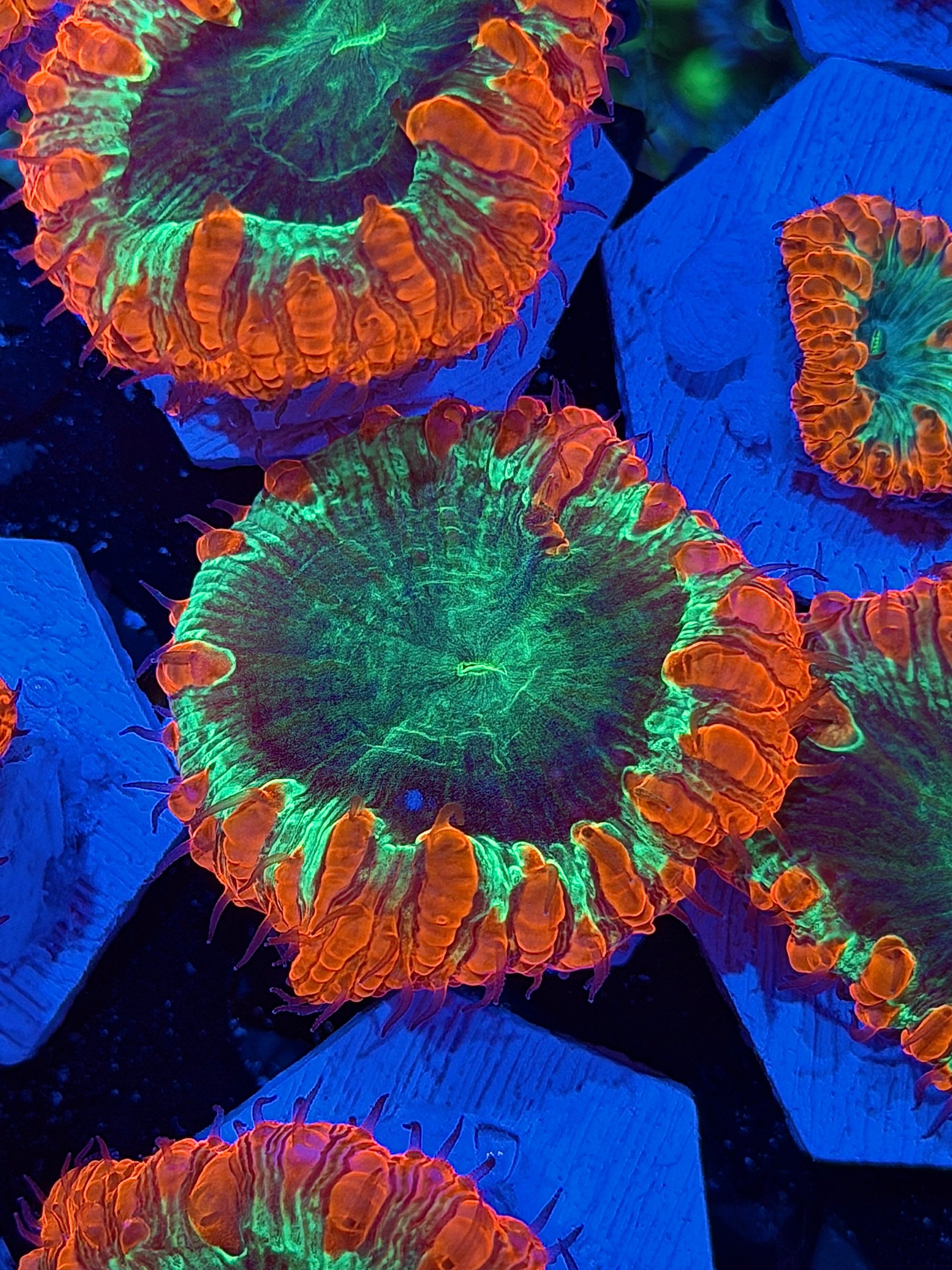 JEA Pyromaniac Blastomussa Coral 1 XL Head *New Release*