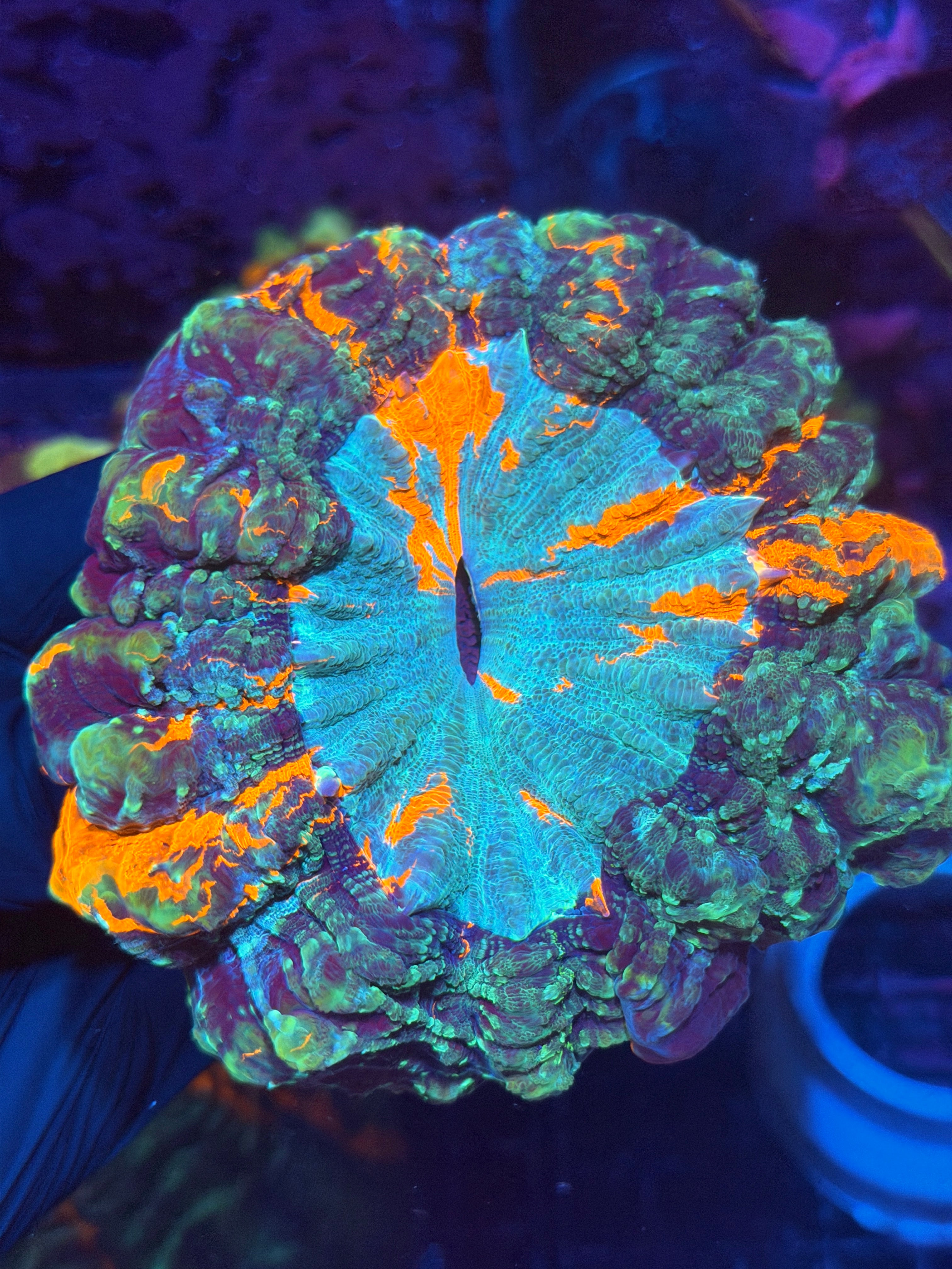 Multi Color Striped Acanthophyllia Meat Coral XL 11/28