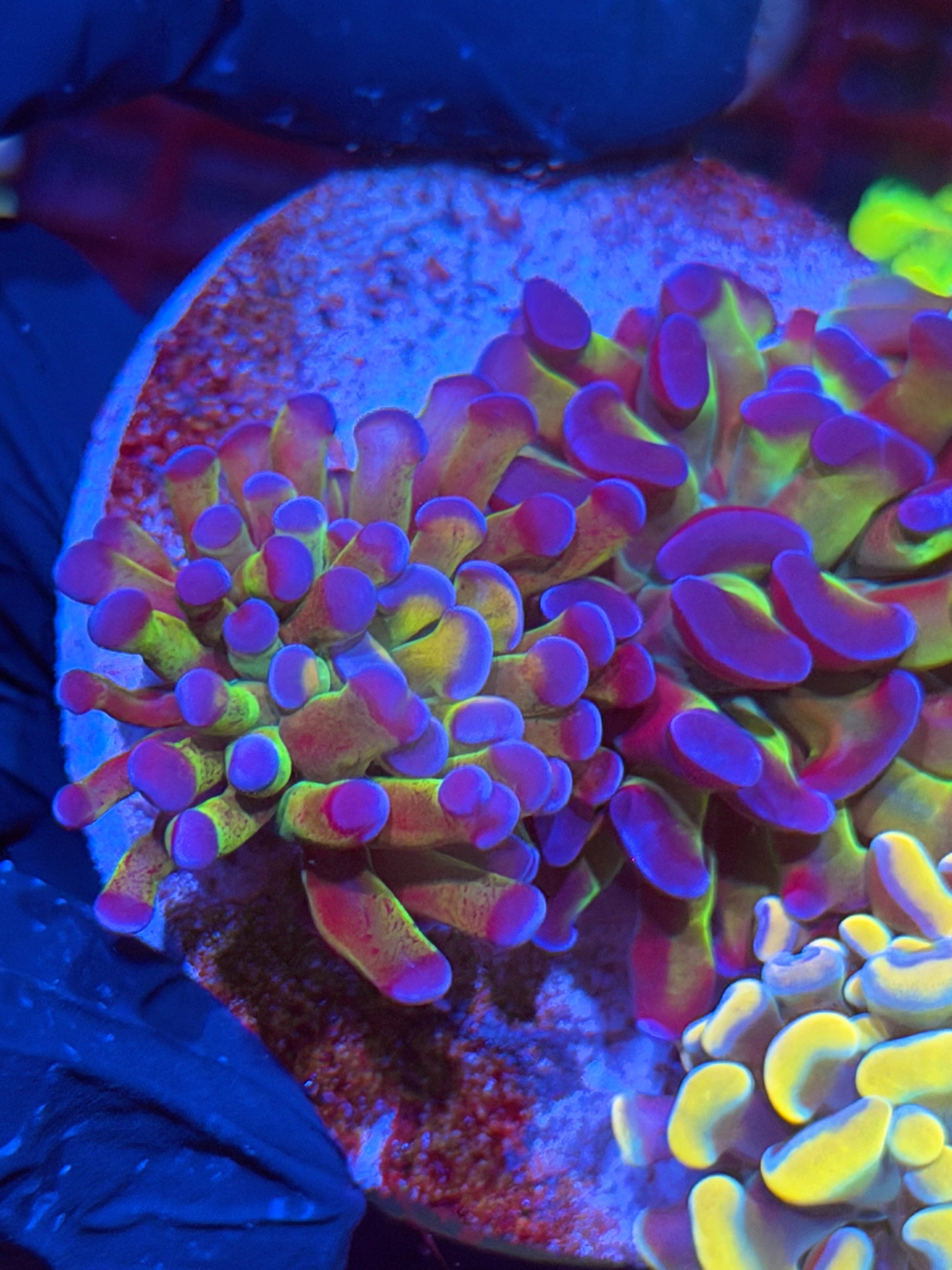 JEA High End Hammer Coral Bouquet 5-6 Heads XL