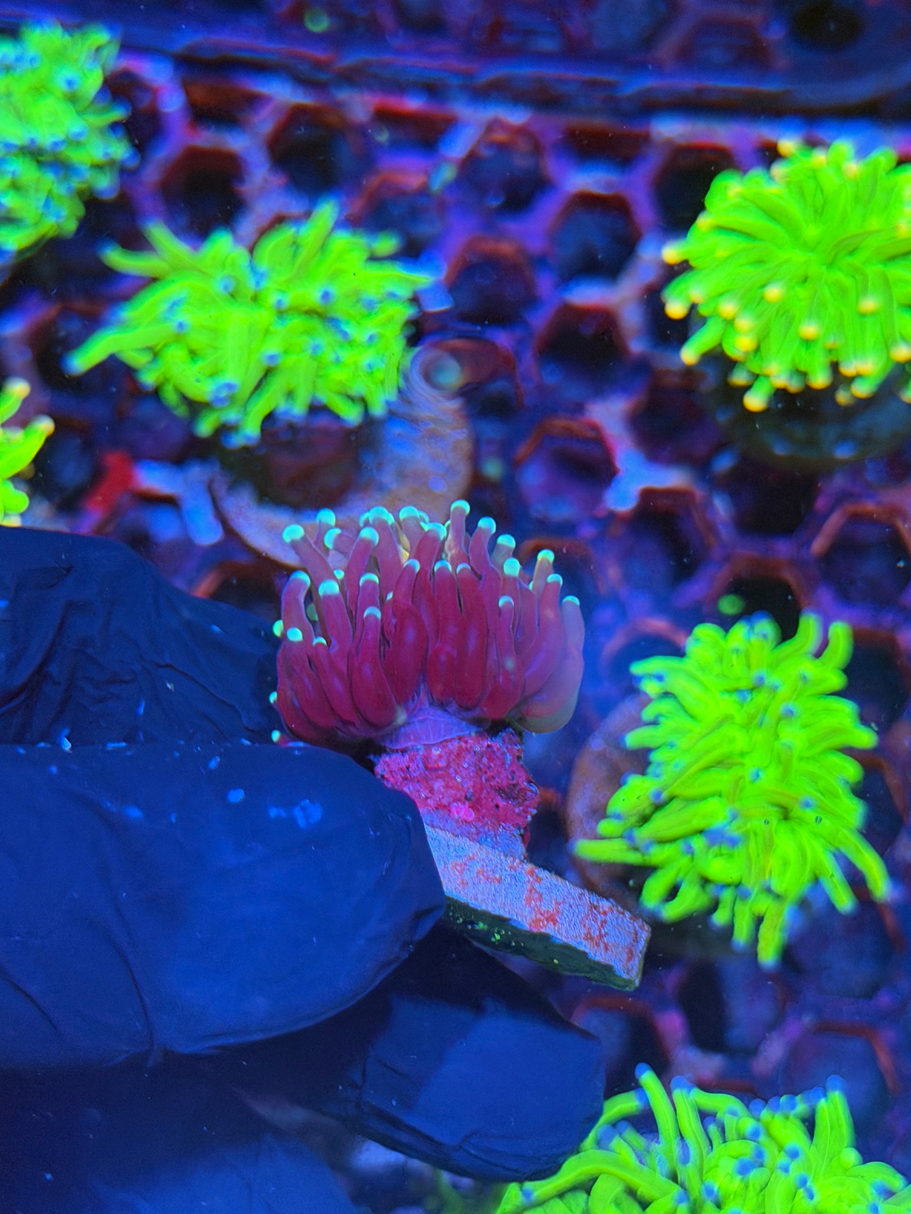 JEA Tiger 2.0 Torch Coral 1 XL Head 8/28