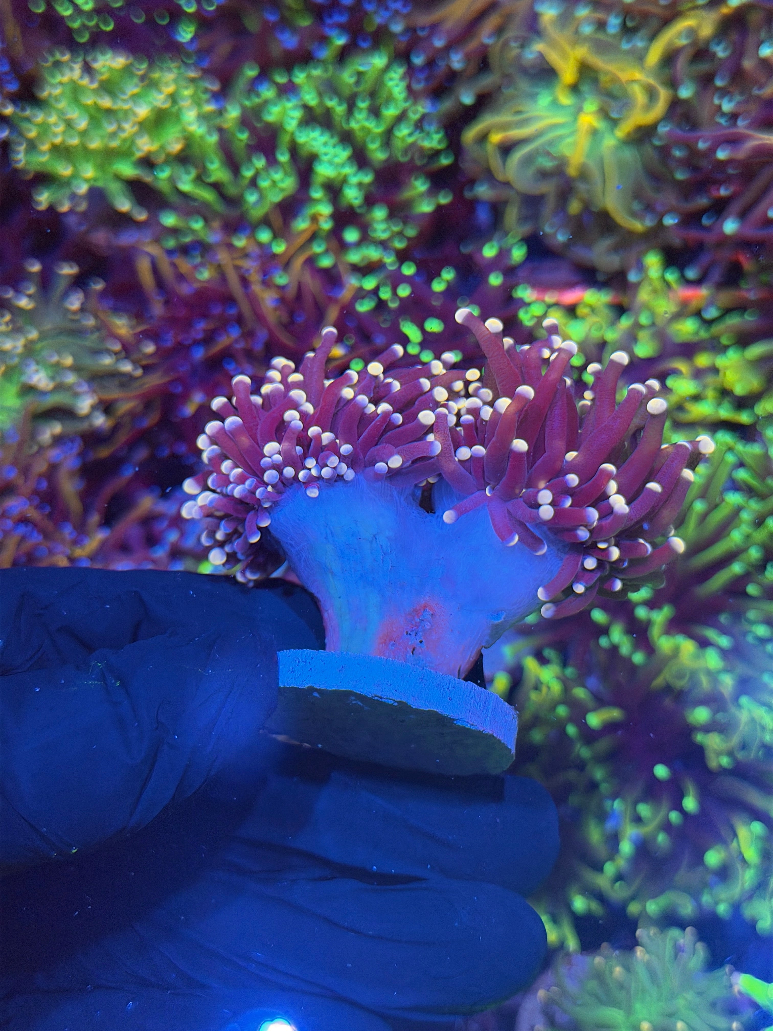 JEA Malaysian Joker Torch Coral Thick Stalk 2 Heads XL 7/10