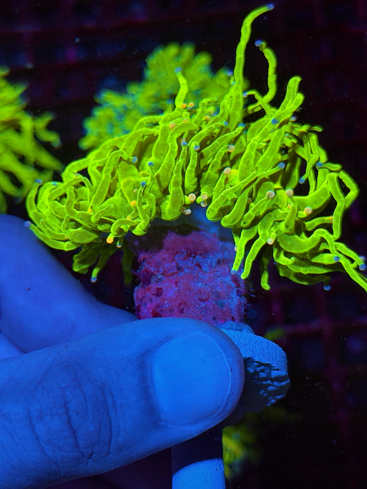 JEA Jelly Bean Holy Grail Torch Coral Splitting to 2 Heads 10/21