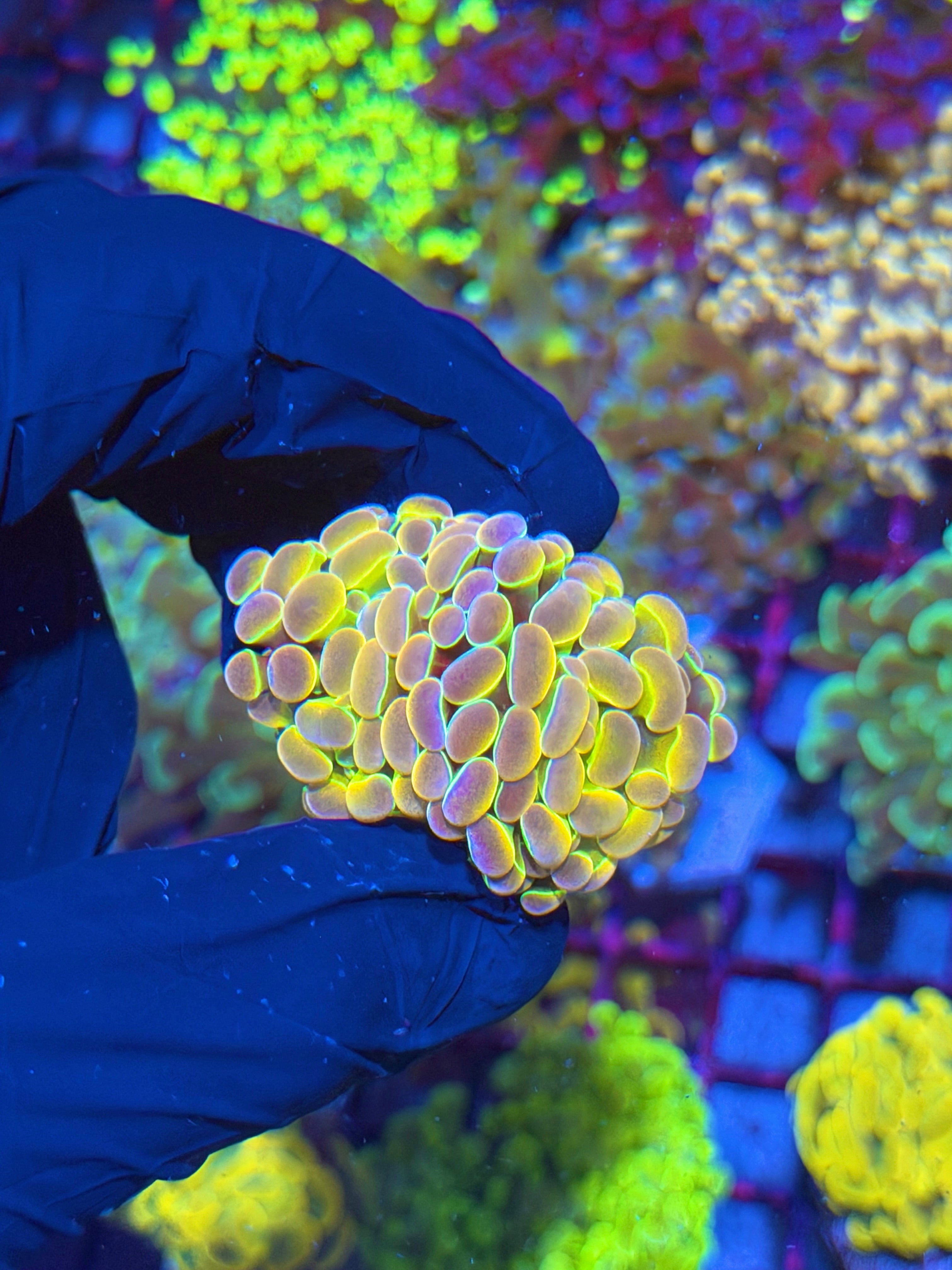 JEA Rainbow Dreams Hammer Coral 2 Heads 7/10
