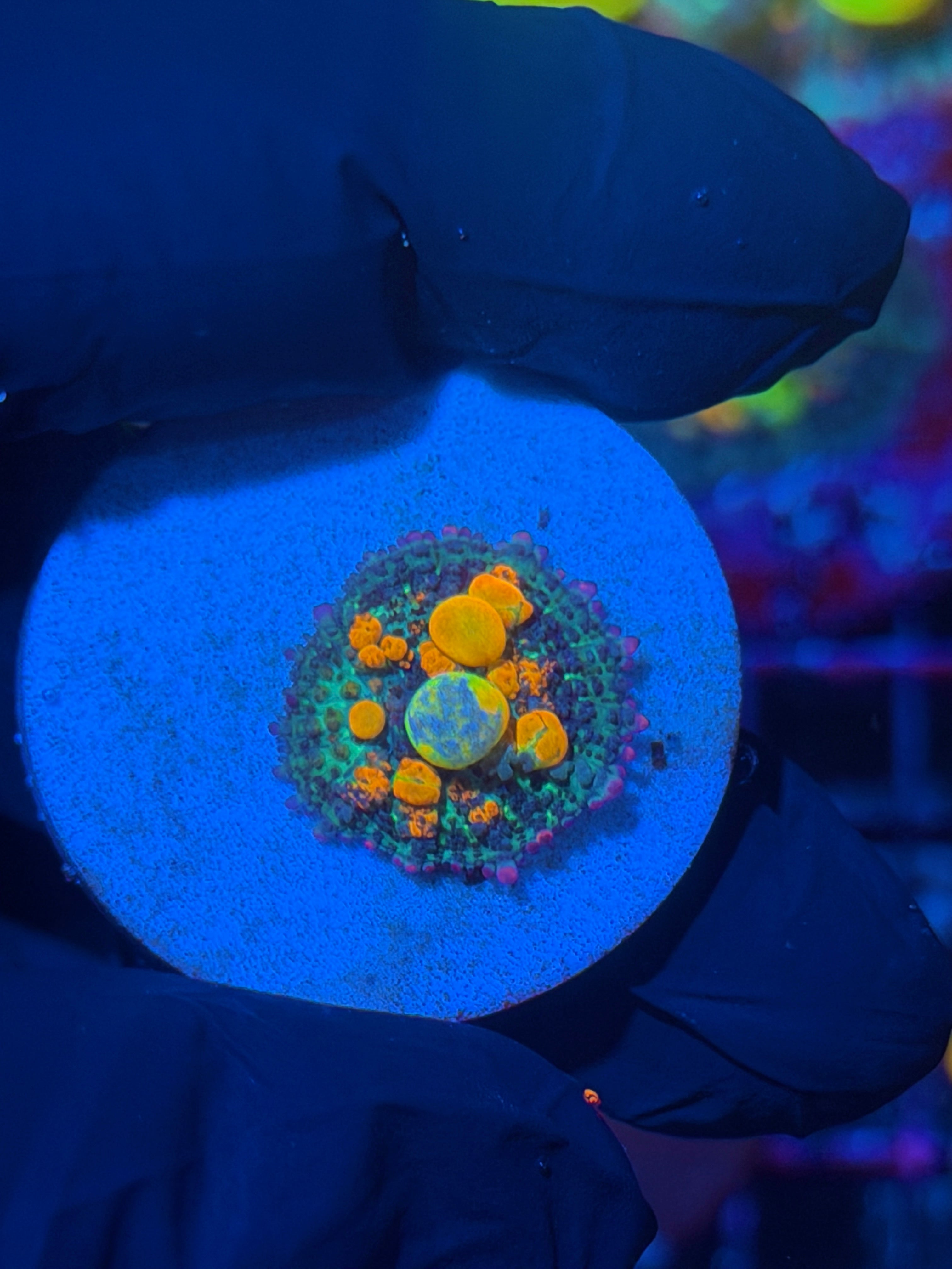 WWC OG Bounce Mushroom Coral Insane Multi Color Bounce 12/1