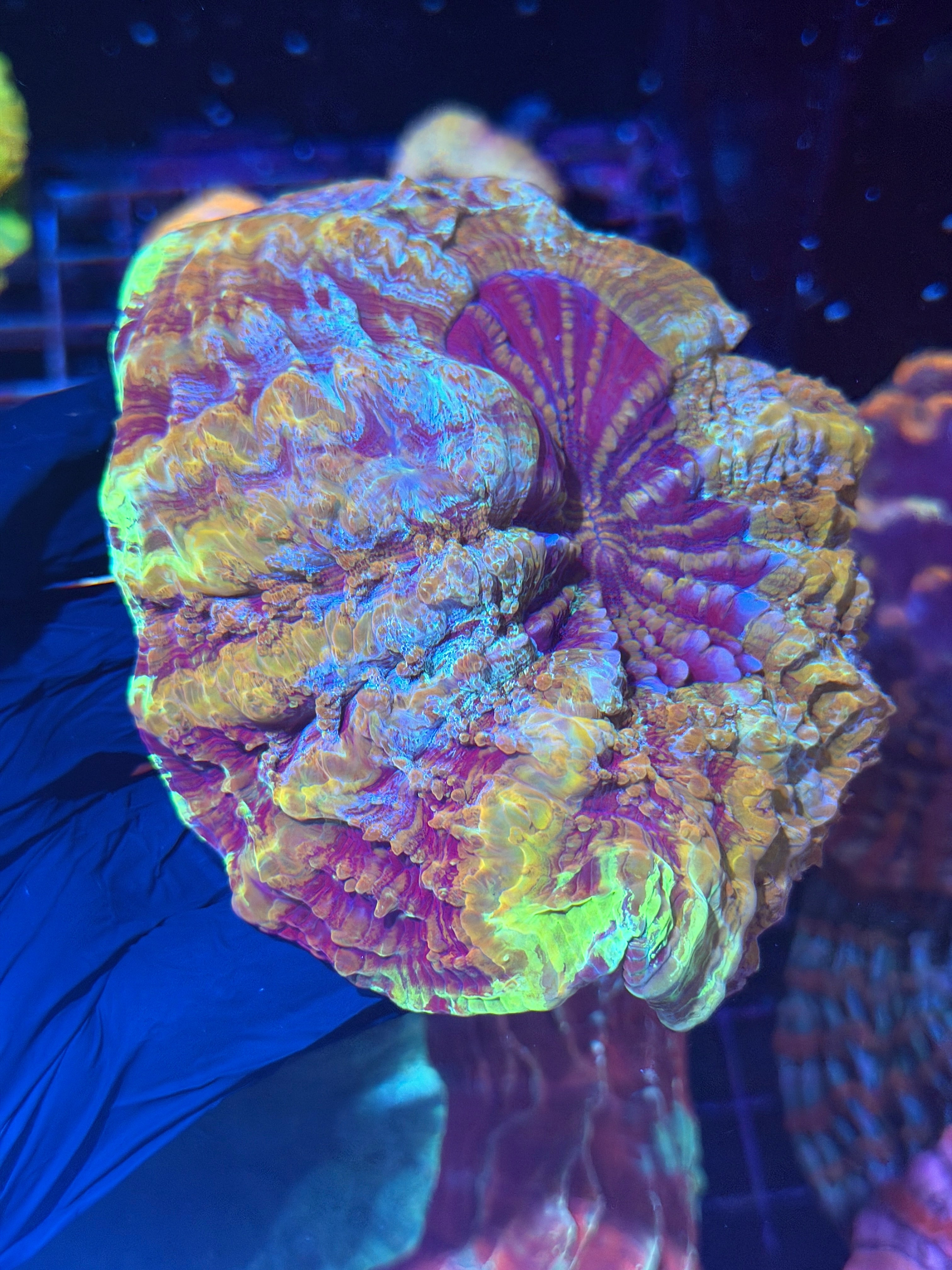 Insane Acanthophyllia Meat Coral Very Unique Collectors Piece