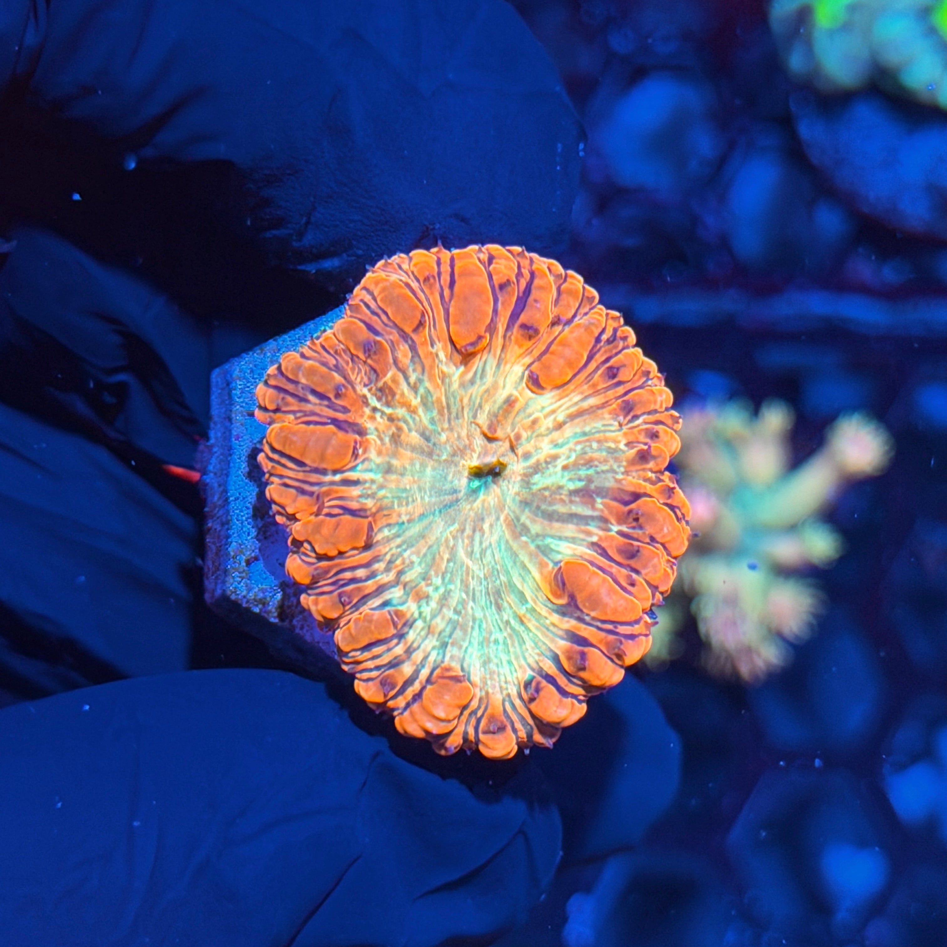 JEA Bloodlust Blastomussa Coral 1 XL Head 6/4