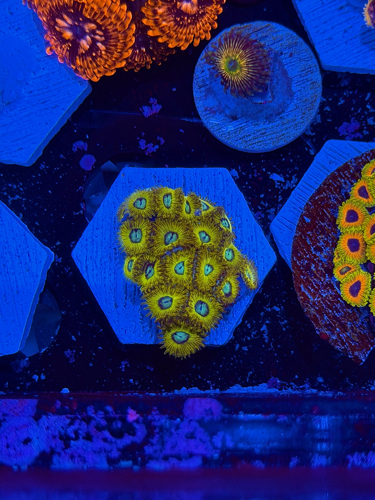 JEA OG Pikachu Zoanthid Coral Mini Colony