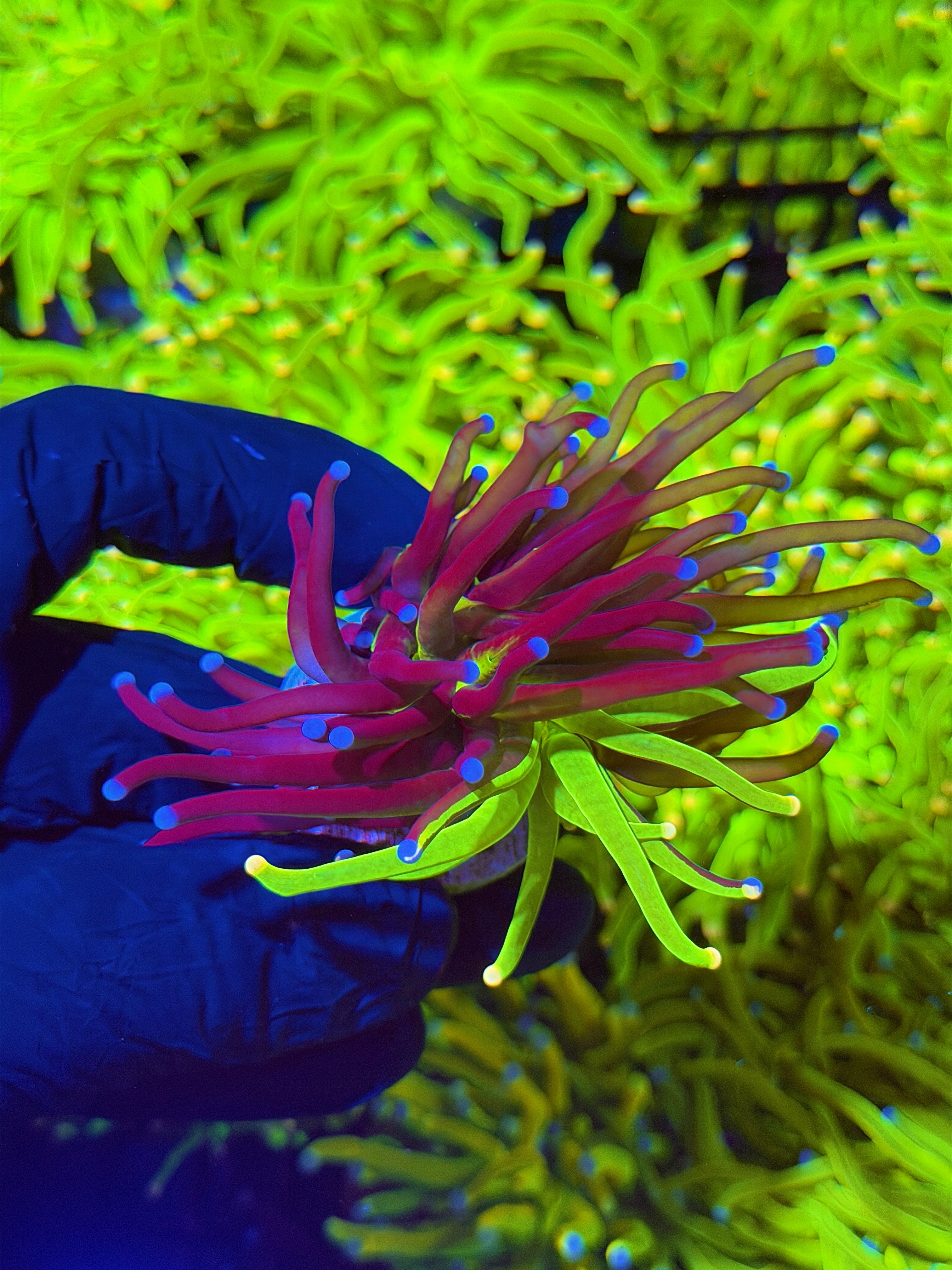 JEA Grafted Holy Grail Torch Coral 1 XL Head Rare