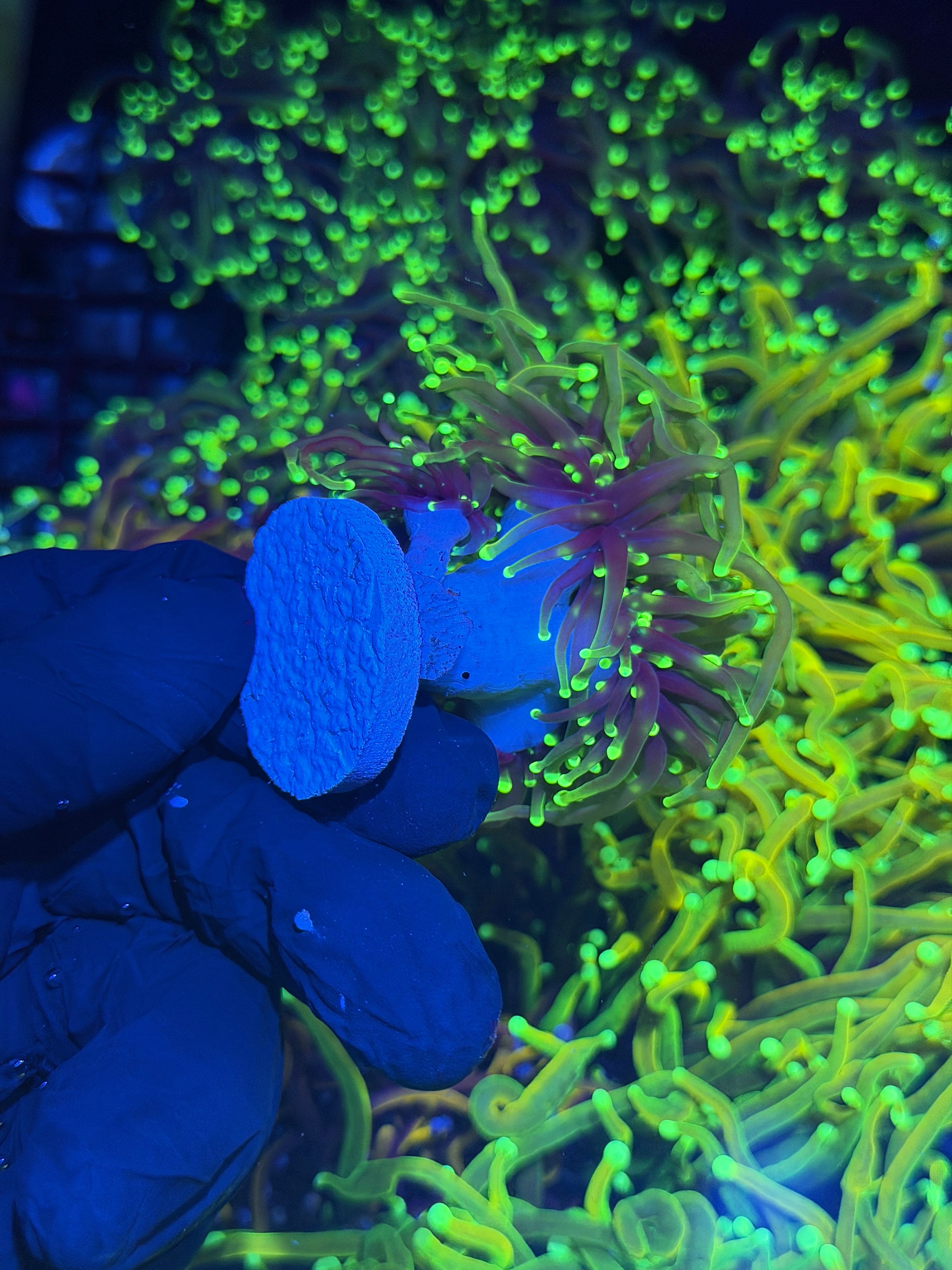 JEA Dragon Fire Torch Coral 4 Heads Splitting XXL 8/1