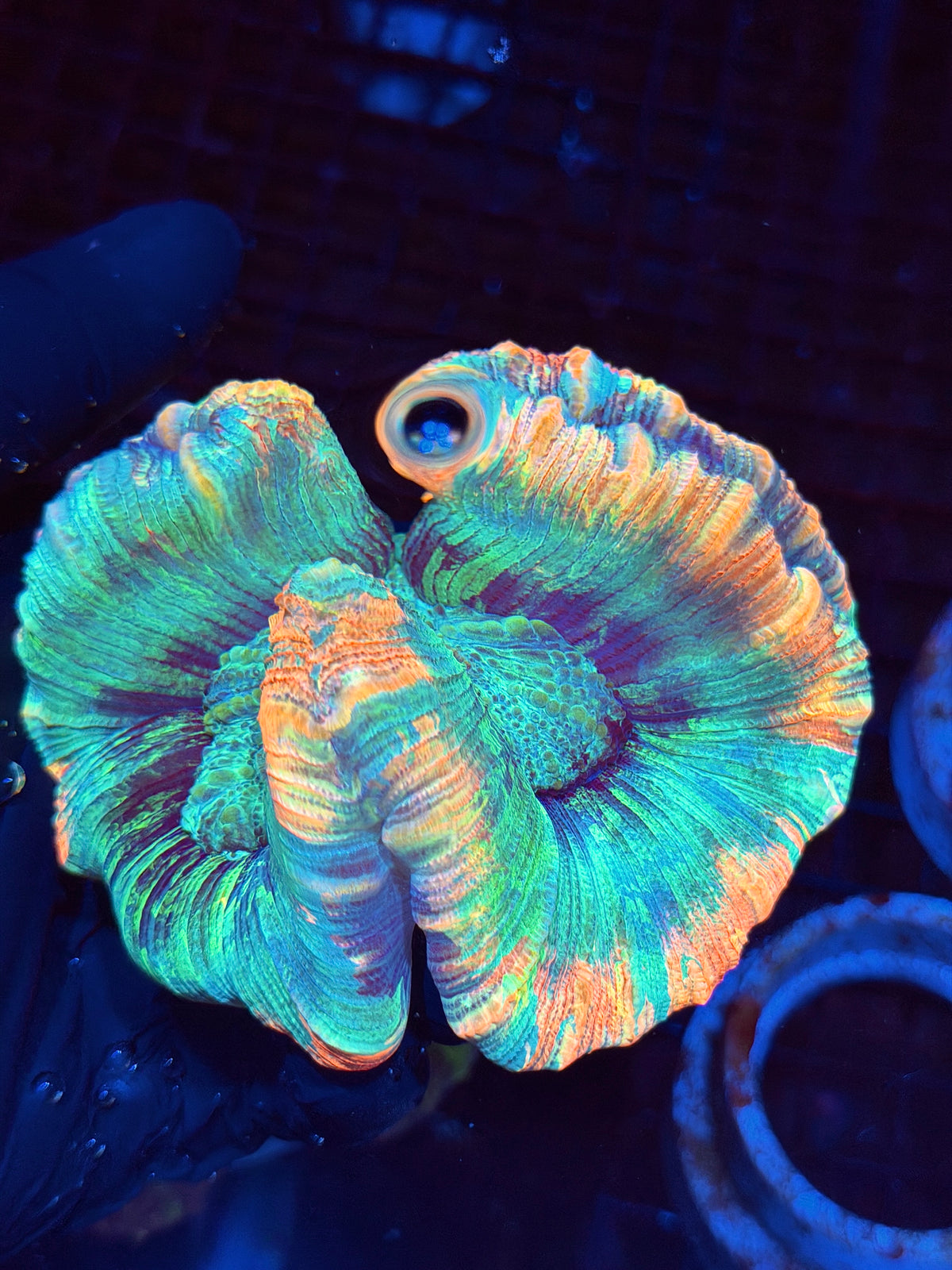Insane Rainbow Trachyphyllia Meat Coral Show Piece 9/22