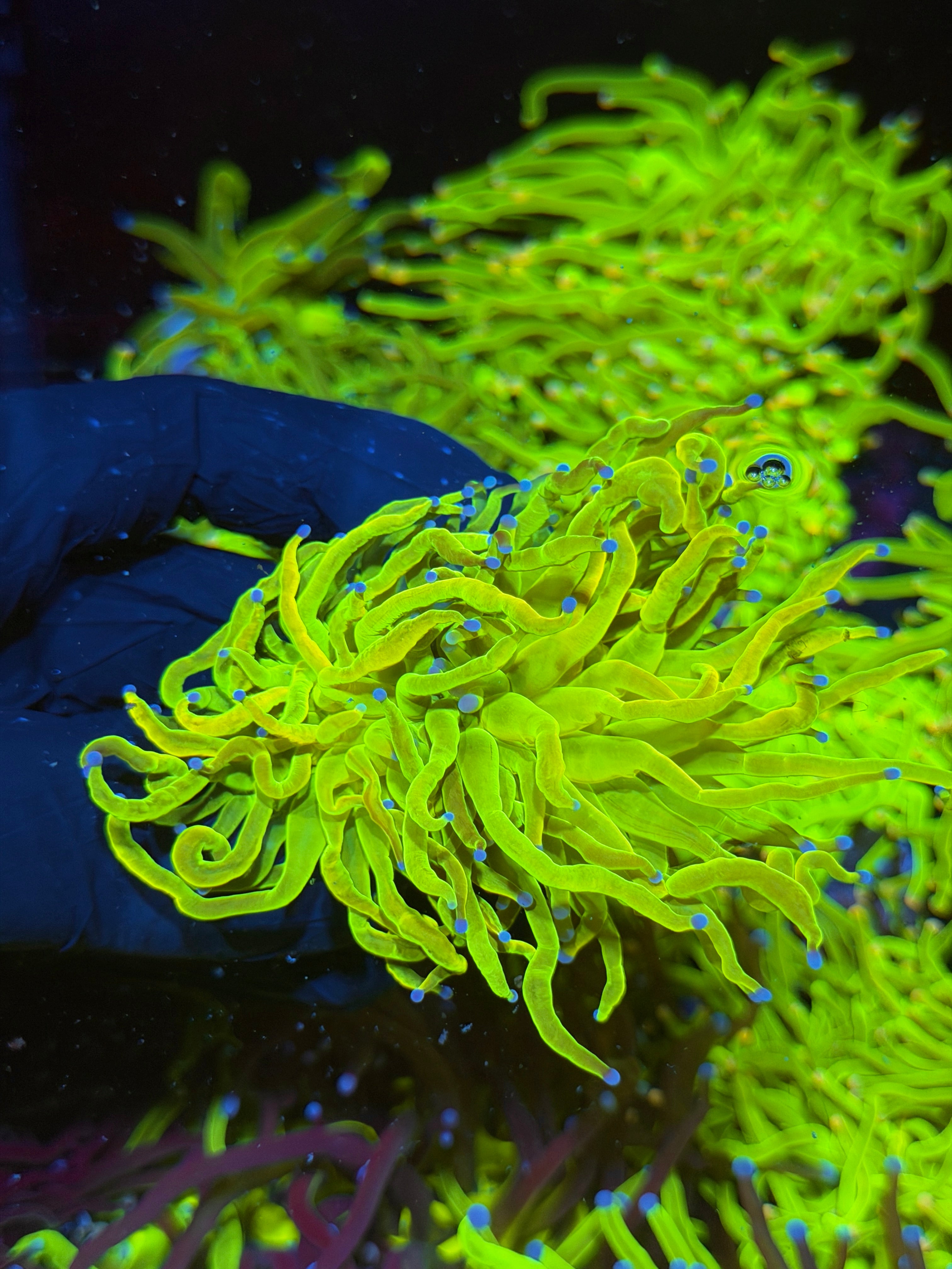 JEA 24K Holy Grail Torch Coral 2 Heads 7/14