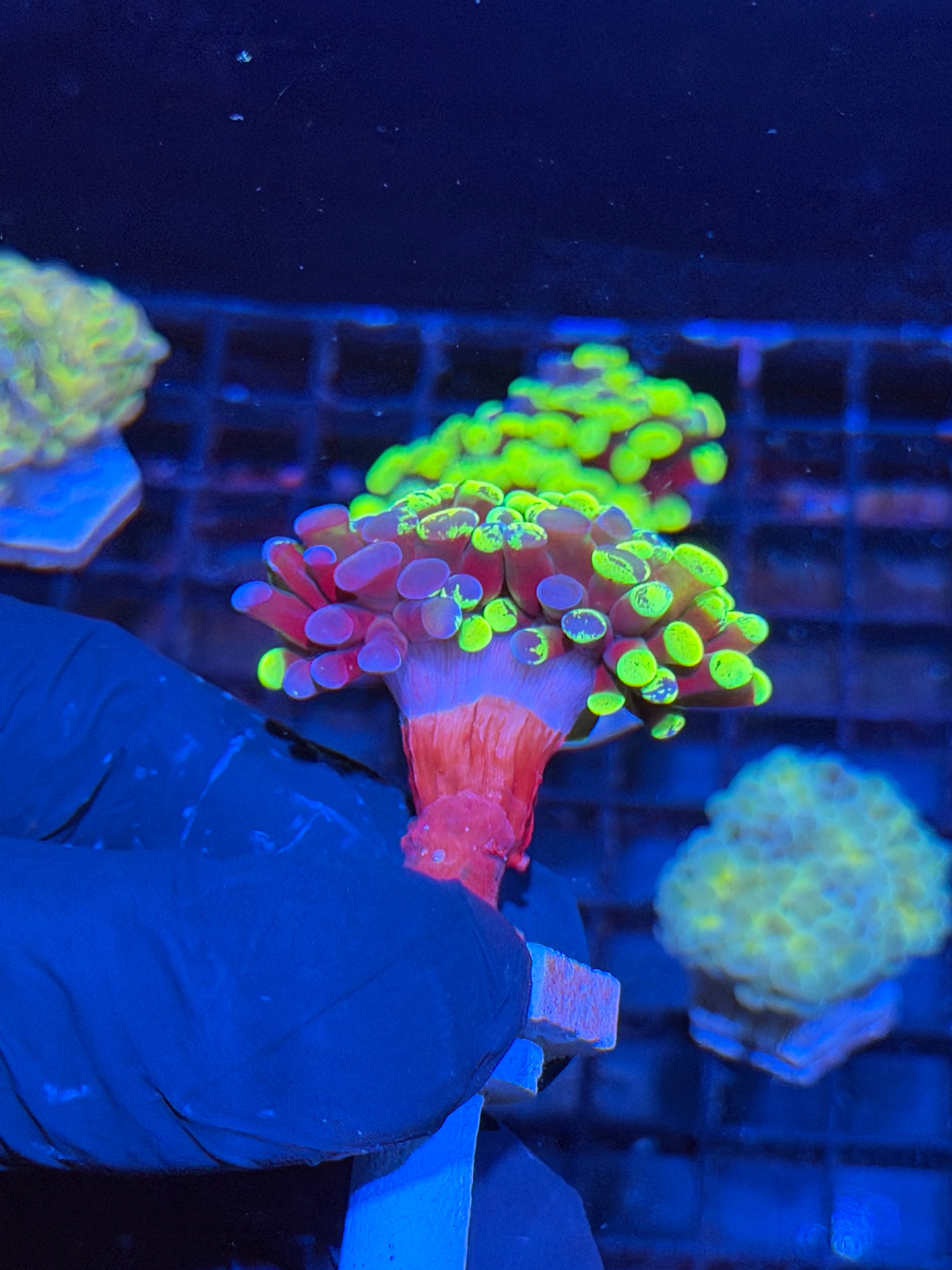JEA Zeus Wrath Grafted Hammer Coral XXL 2 Heads Splitting 6/4 *YELLOW*