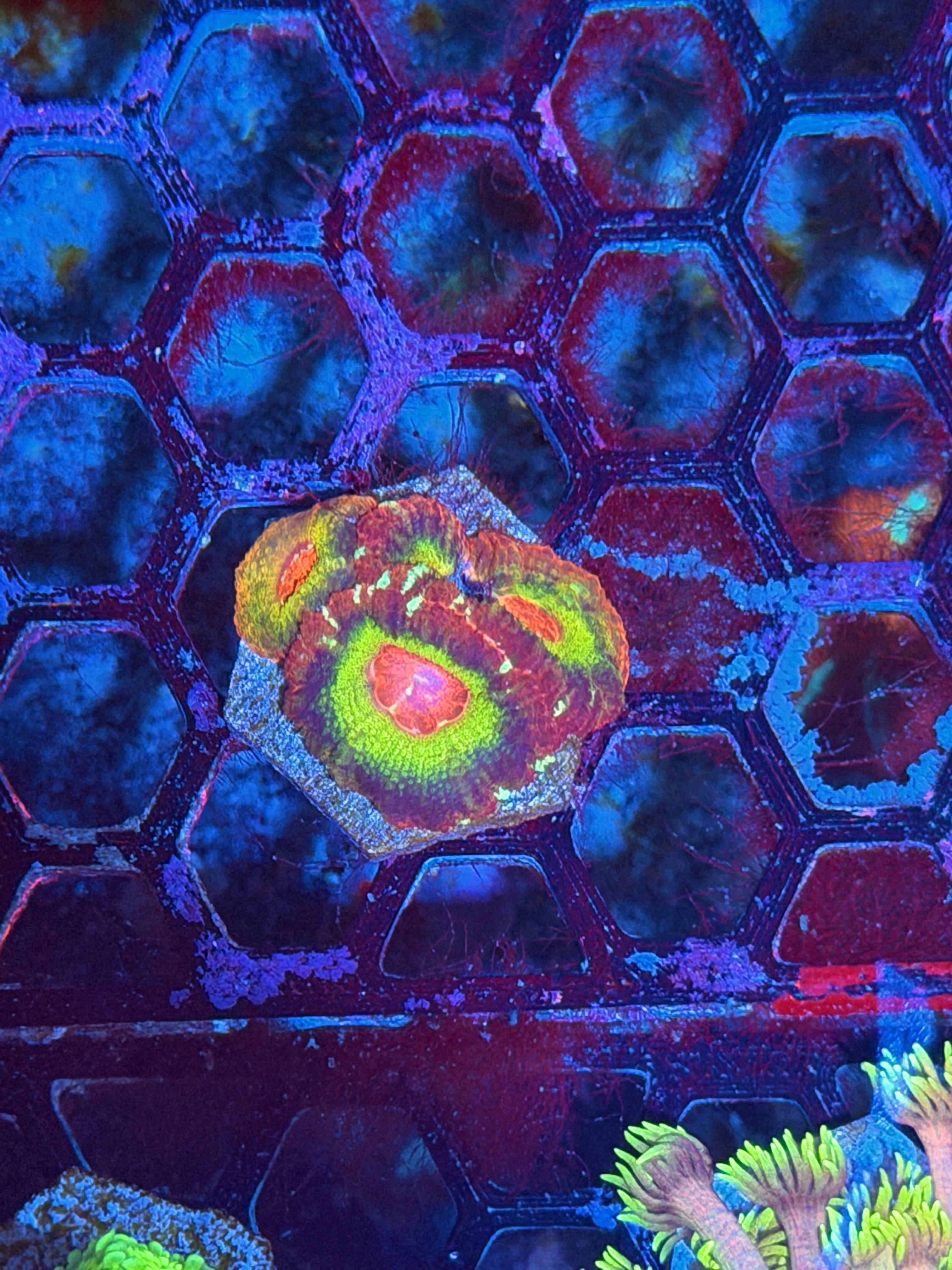 JEA Rainbow Candy Swirl Asian Acans 4 Heads XL 8/7