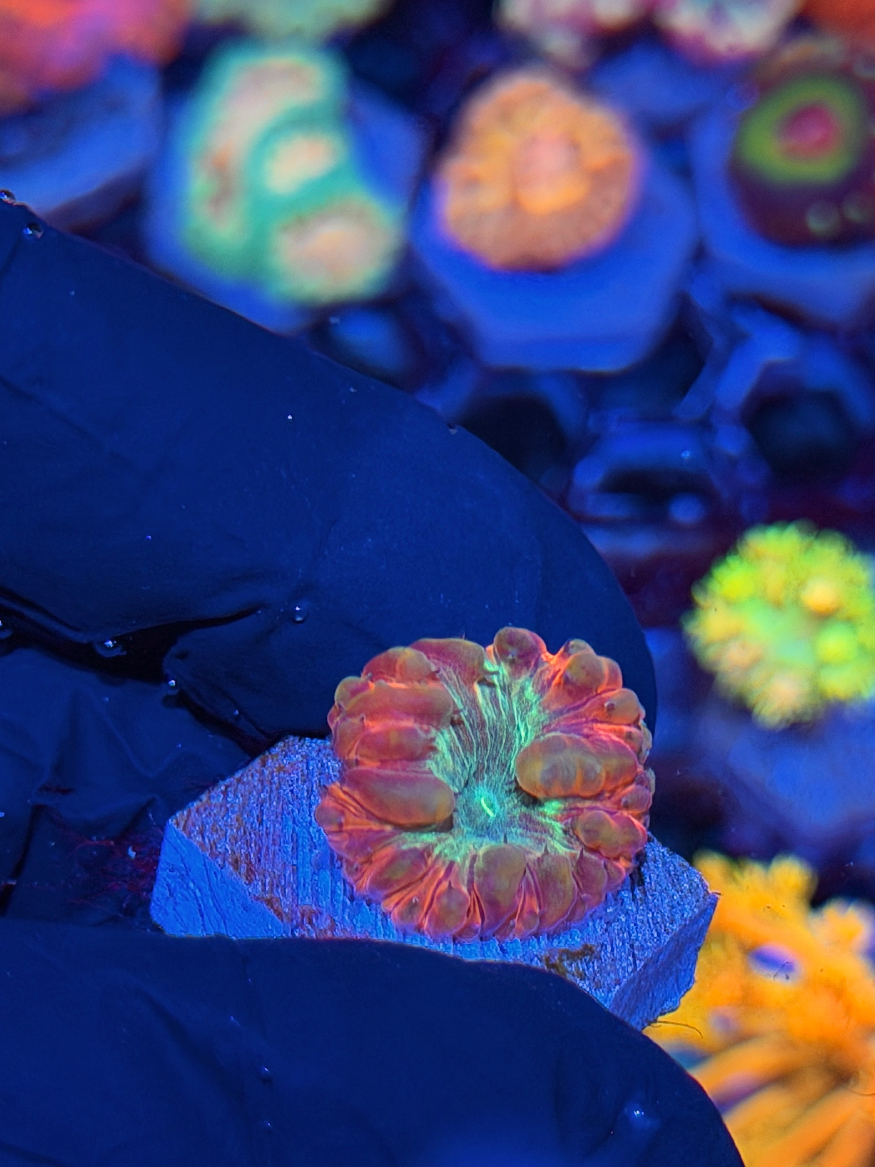 JEA Rainbow Swirl Blastomussa Coral *New Release* 7/22