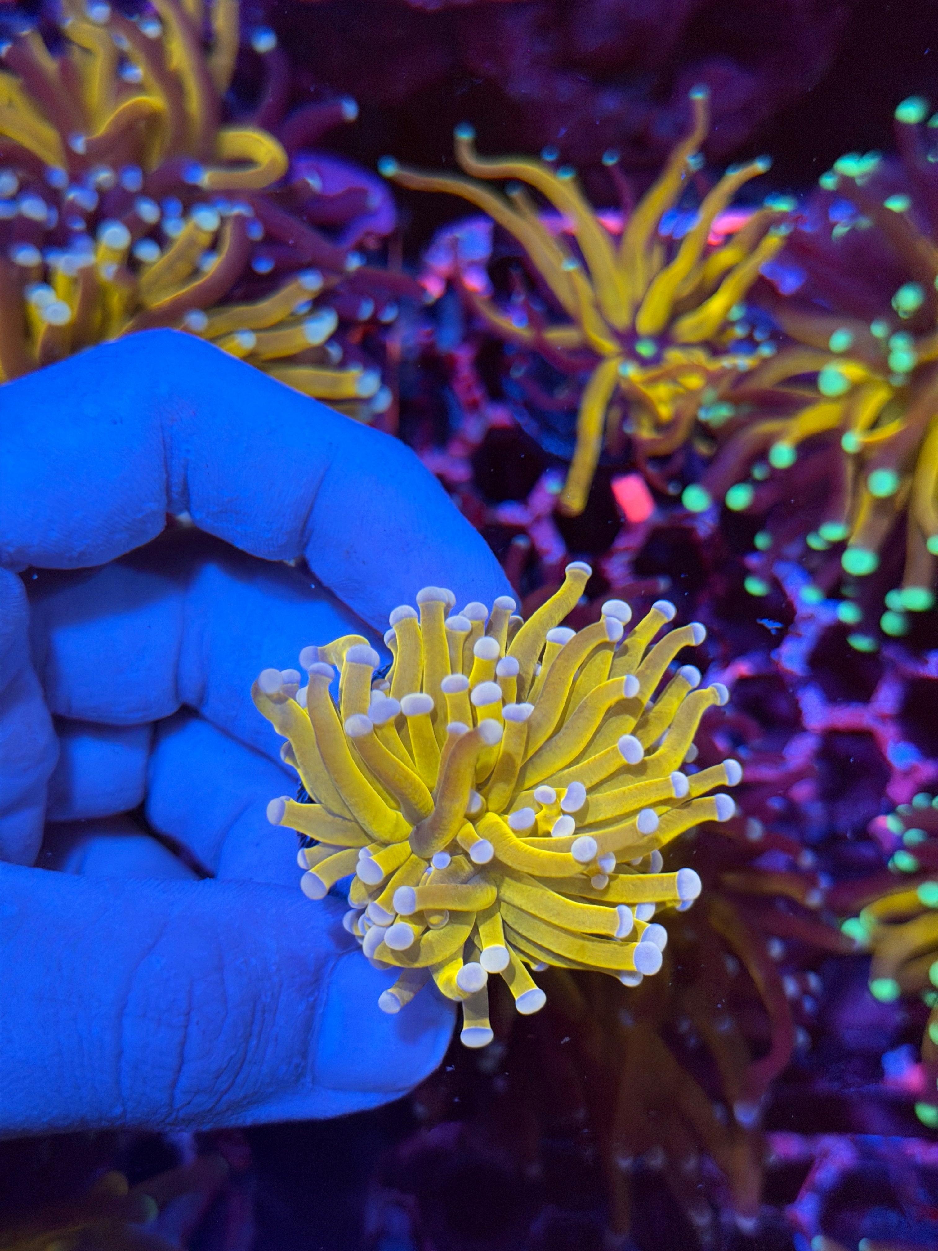 JEA Banana Torch Coral 1 XL Head 2/25