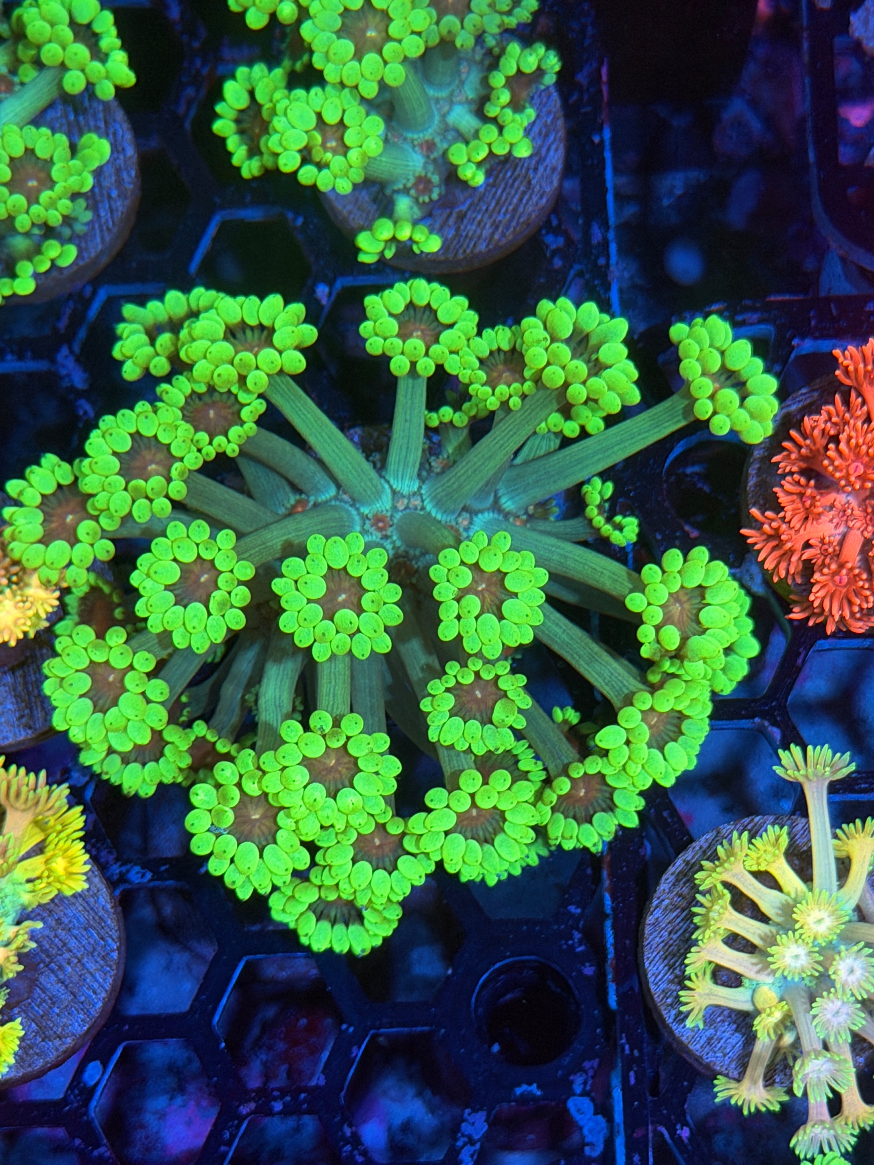 JEA Watermelon Blast Goniopora Coral