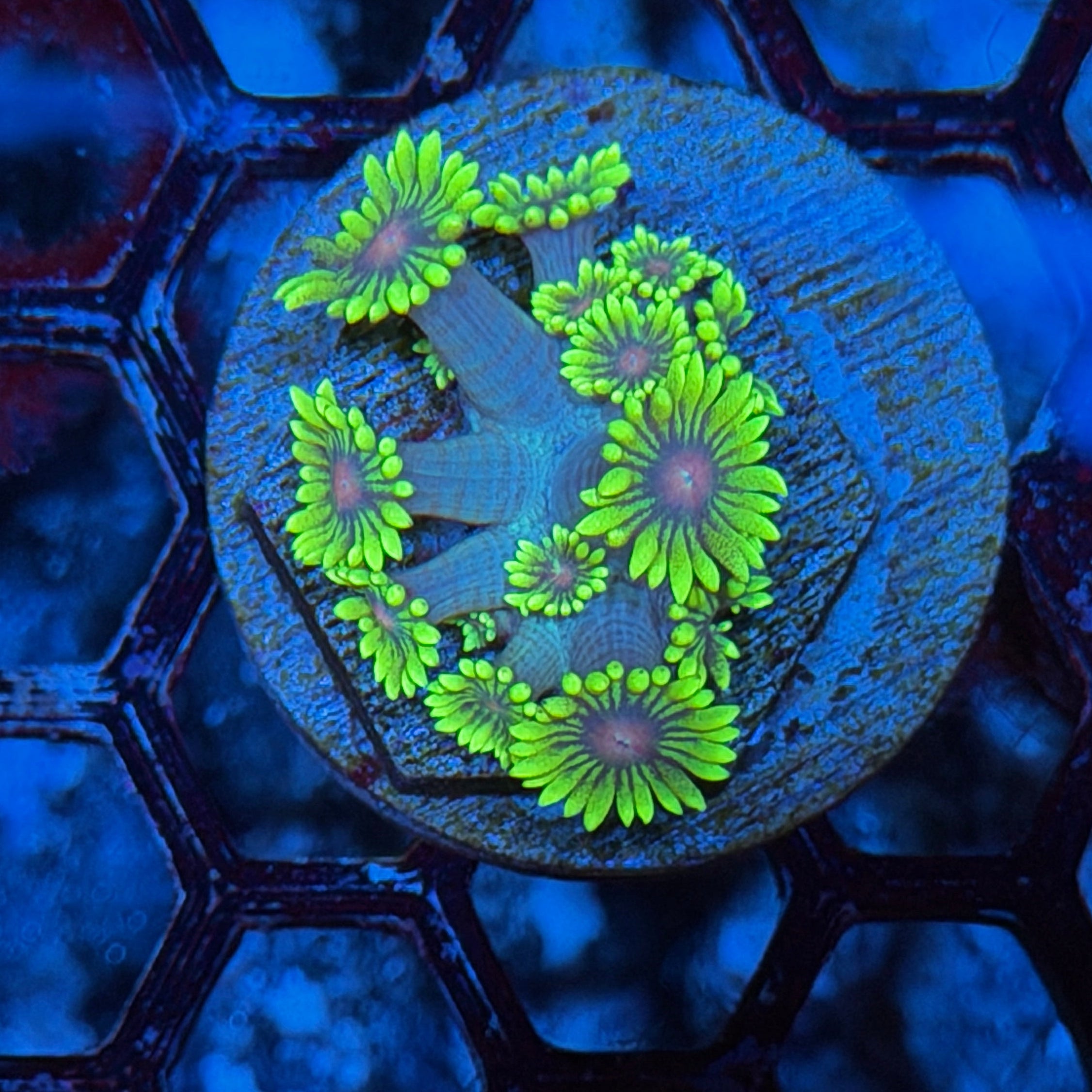 JEA Thanos Goniopora Coral 6/3