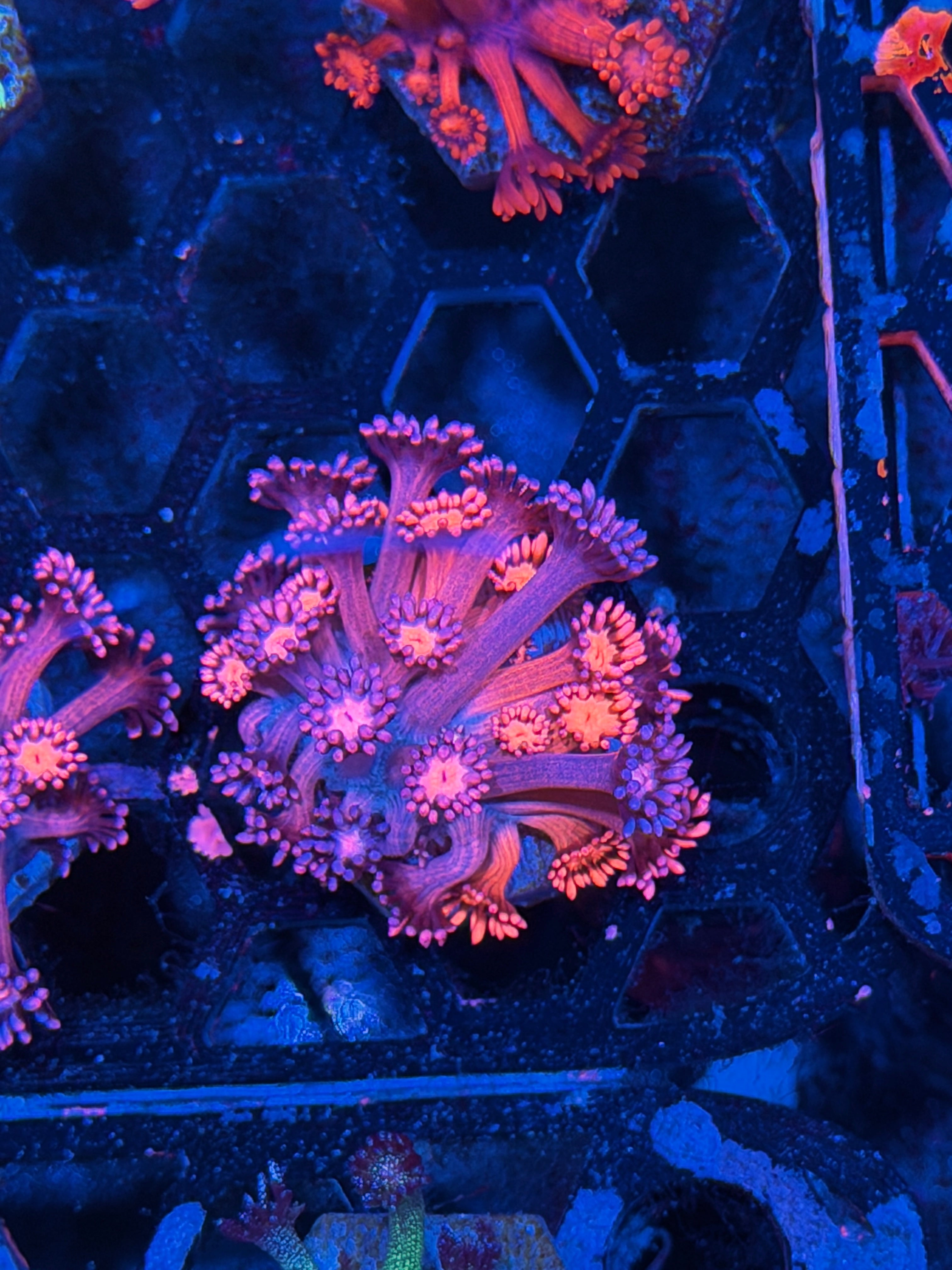 JEA Dynamite Goniopora Coral