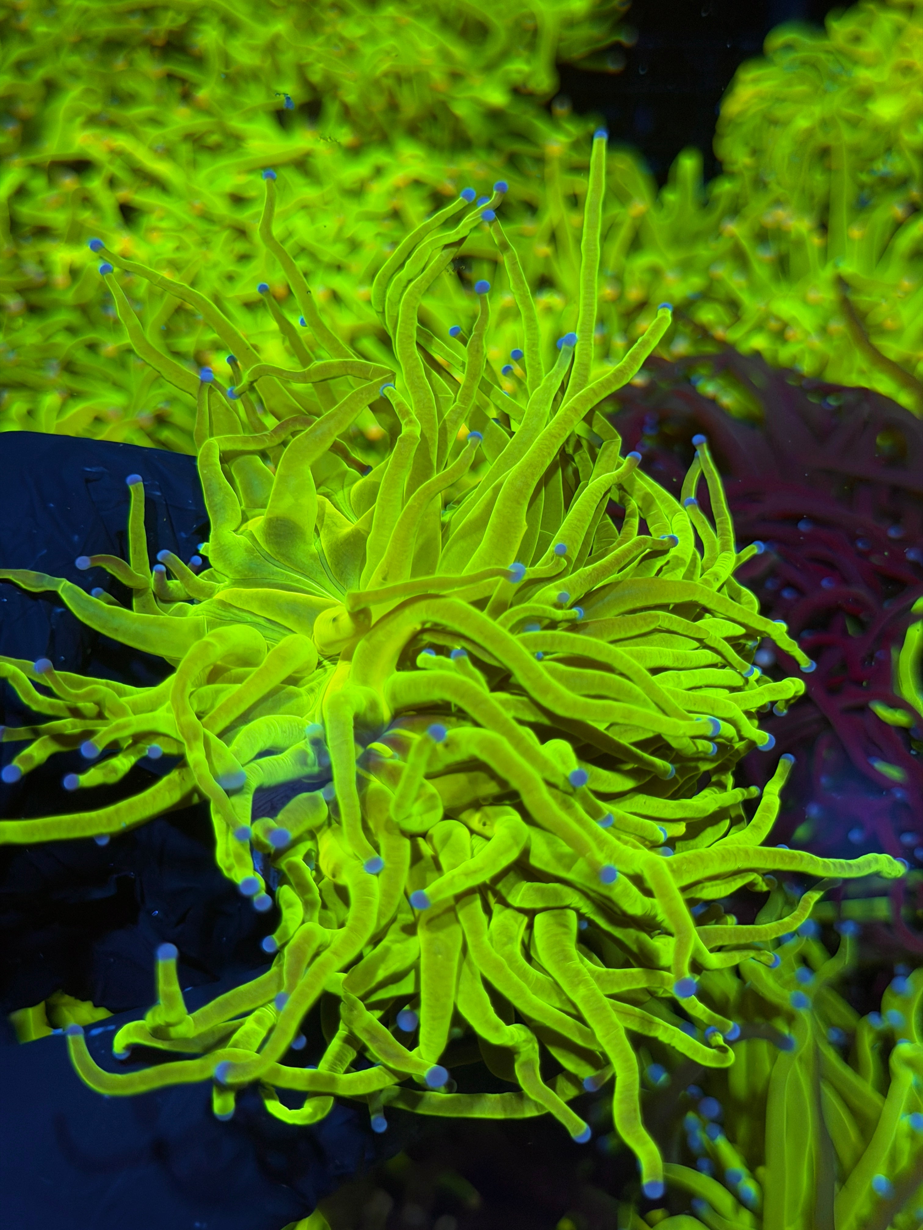 JEA 24K Holy Grail Torch Coral 2 Heads Splitting XL 7/15