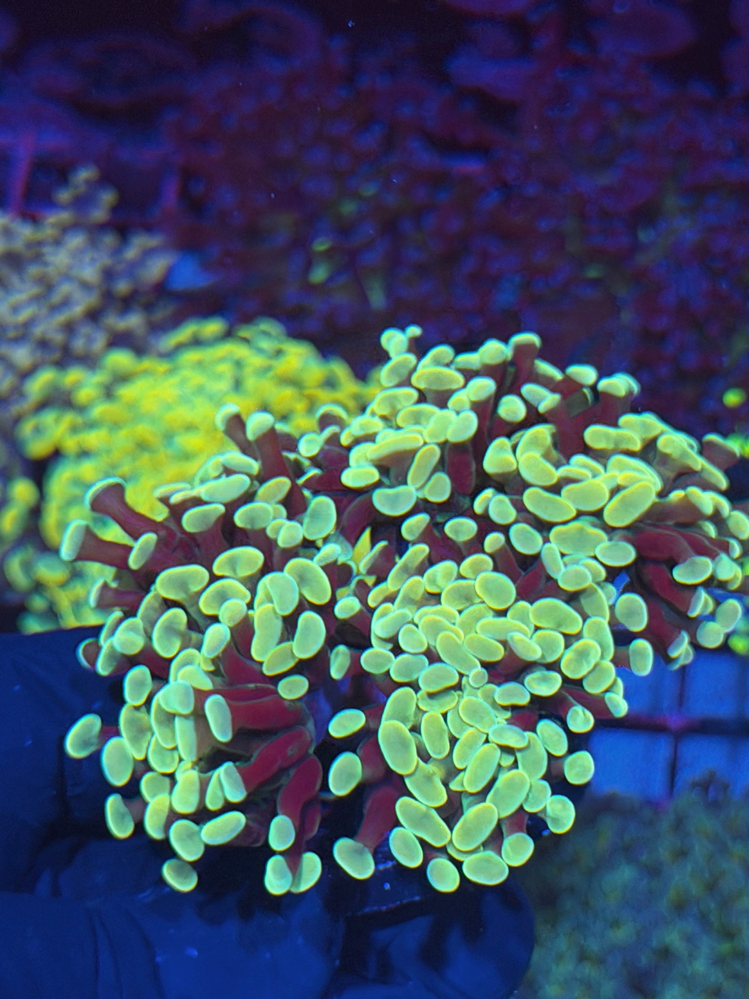 JEA Golden Boy Hammer Coral Colony XXXL 7+ Heads 7/22