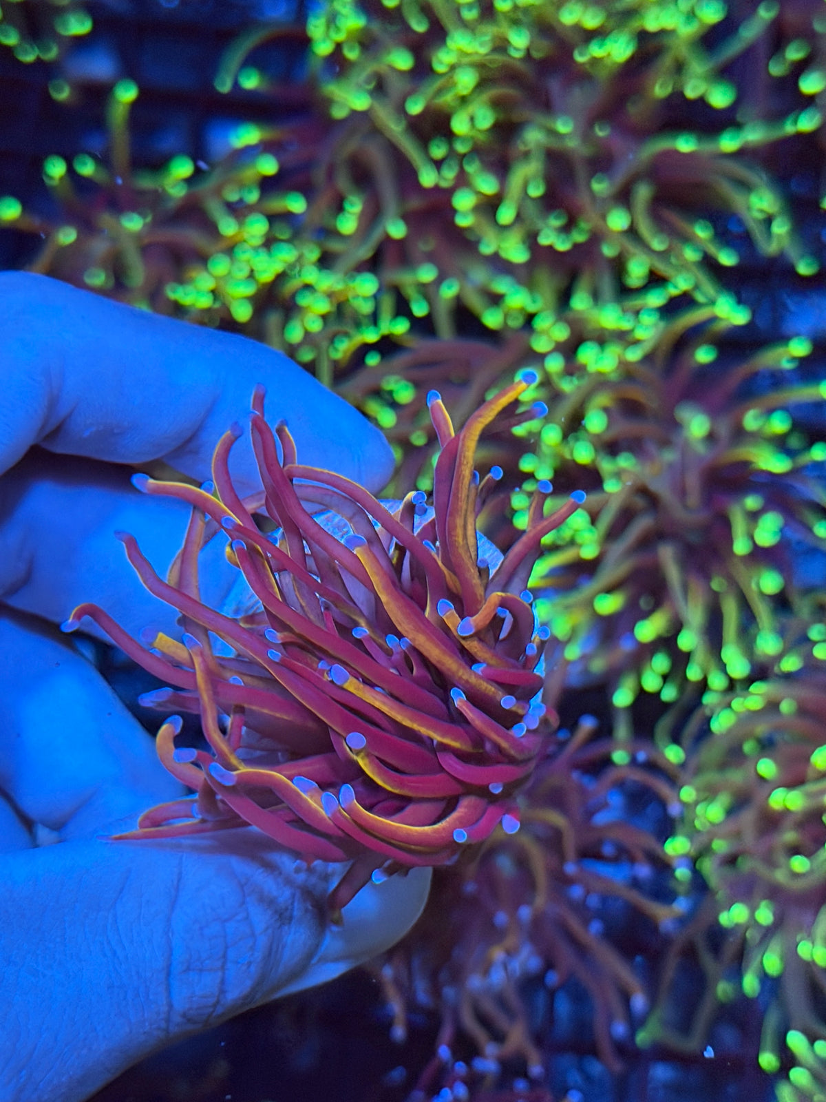 JEA Orange Peel Torch Coral 1 Head XL 9/21