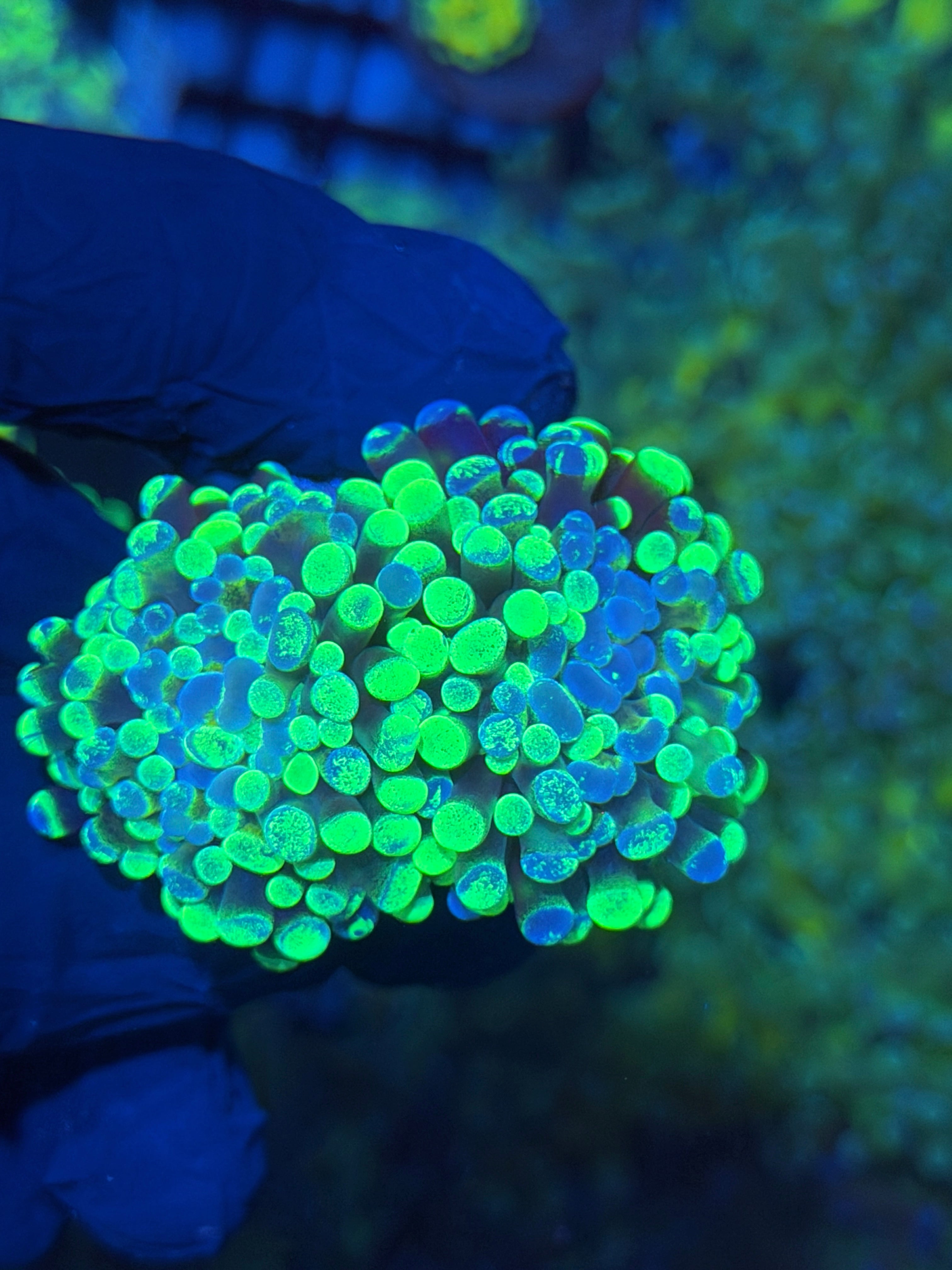 Grafted Splatter Hammer Coral 2 Heads XL 11/28