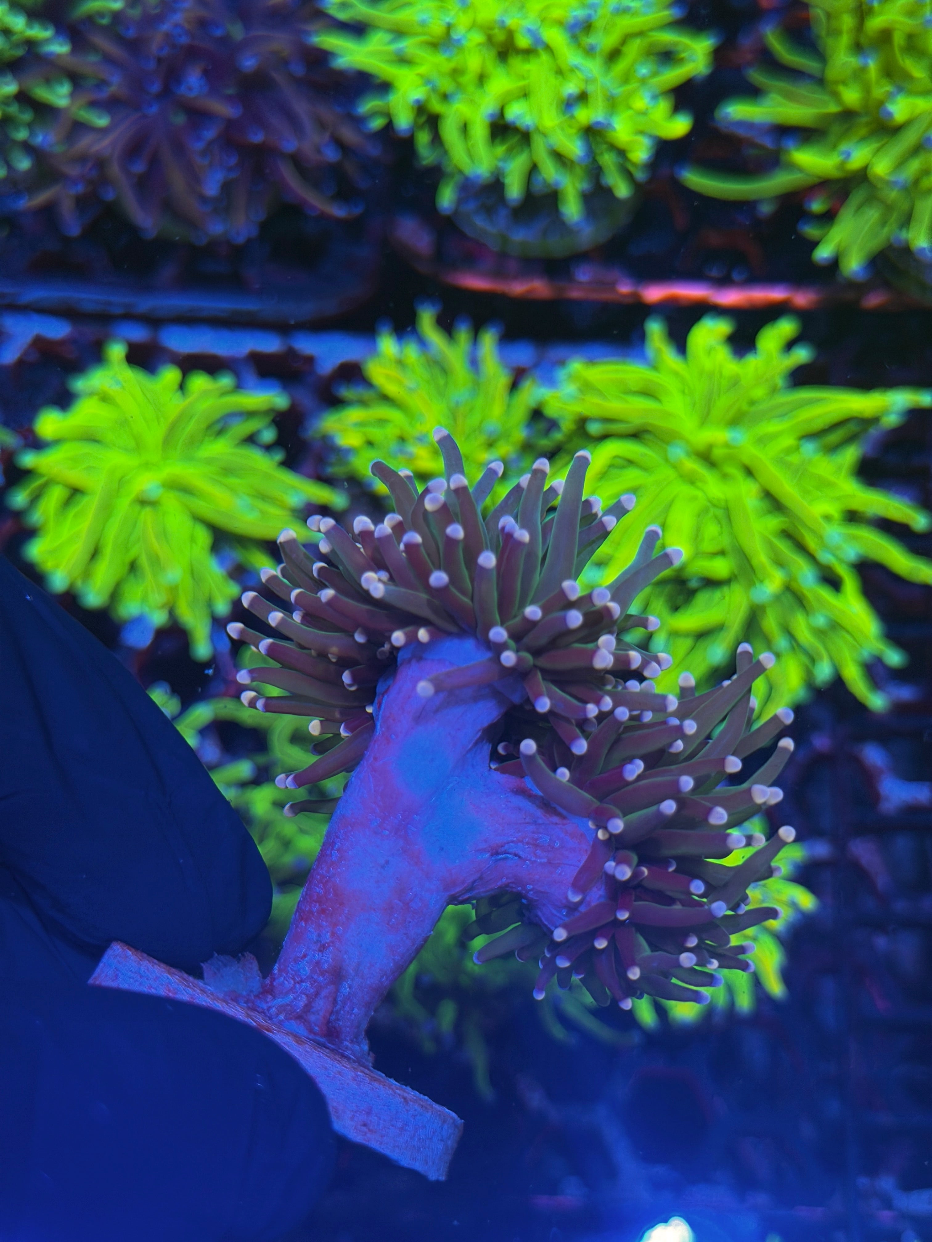 JEA Strawberry Shortcake Torch Coral 3 Heads Splitting XXL *New Release*. 8/1